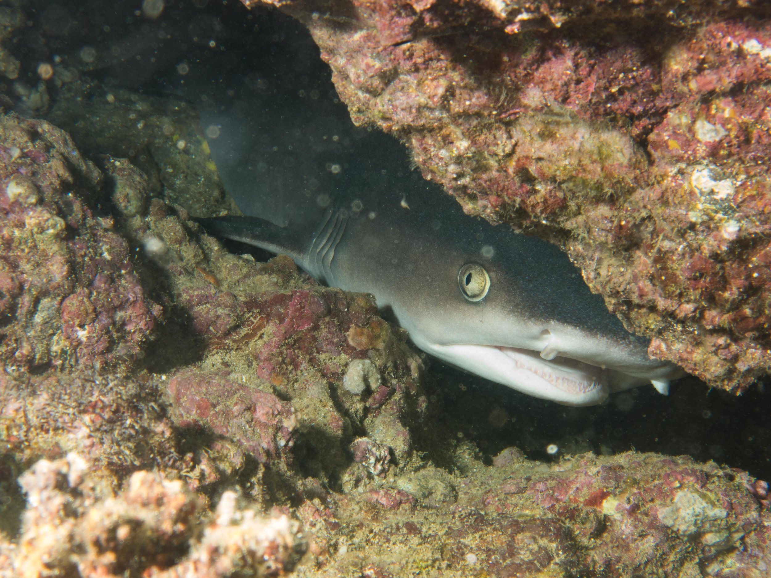 Coiba-5.jpg