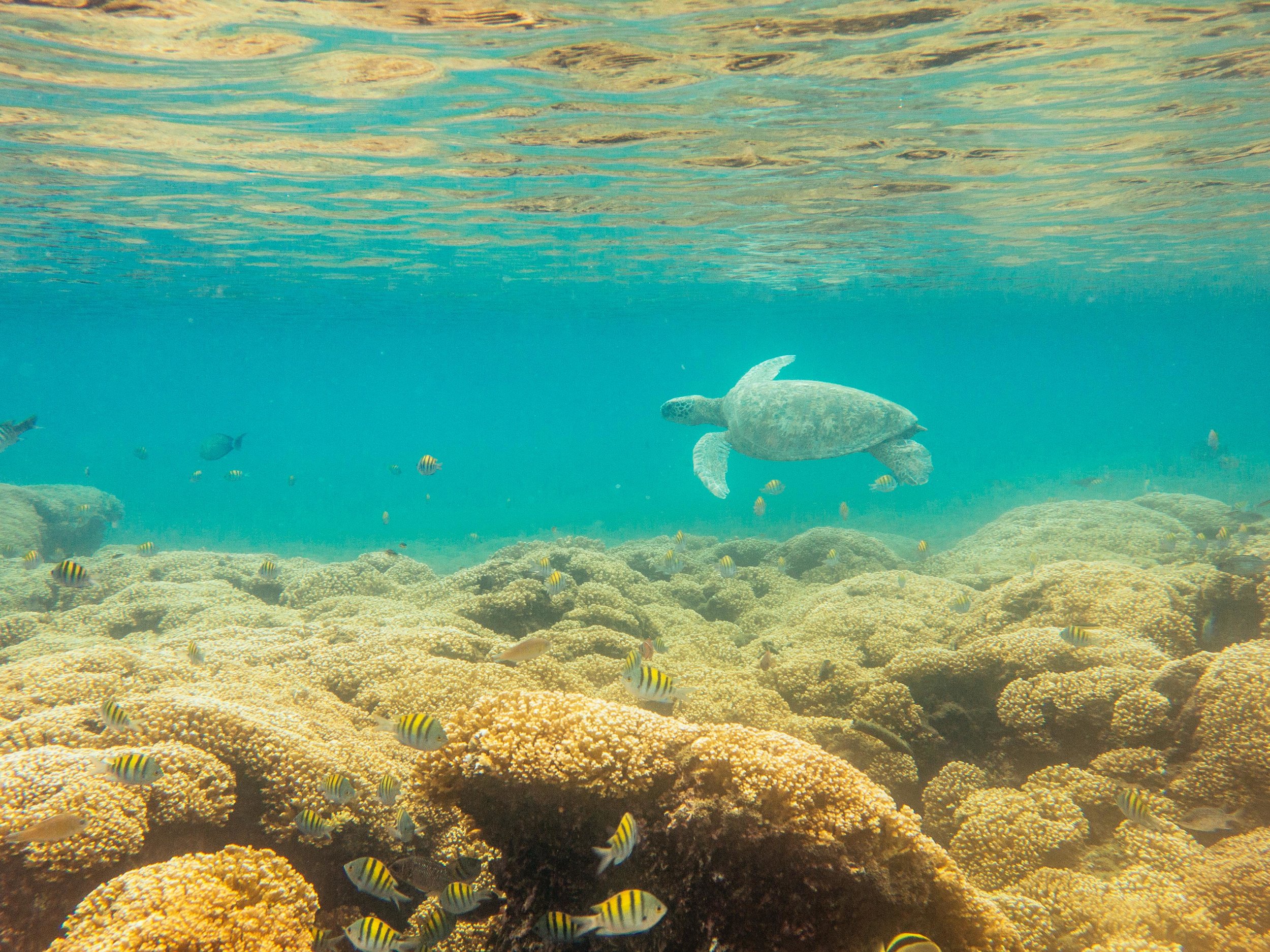 Coiba-9.jpg