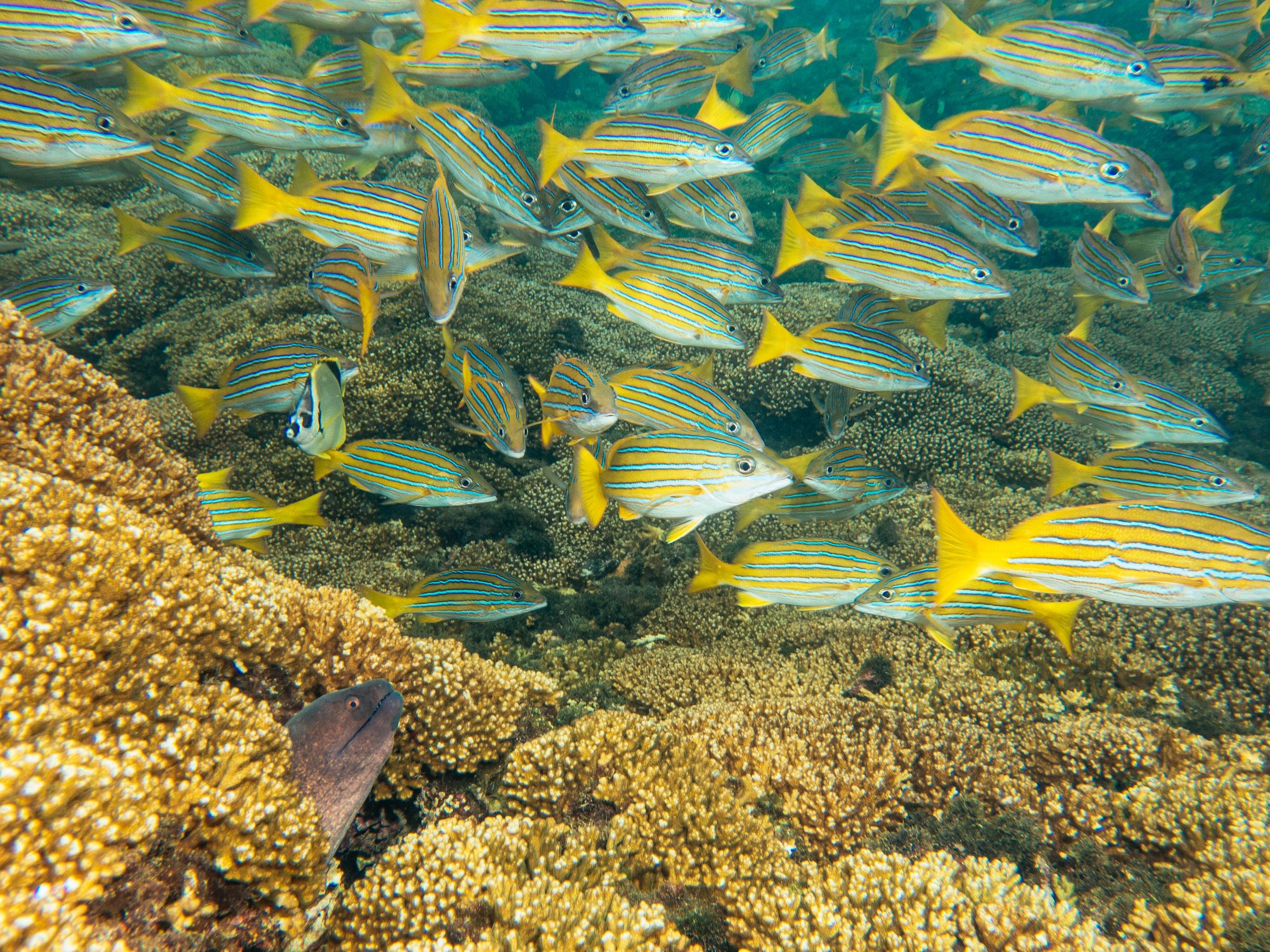 Coiba-11.jpg
