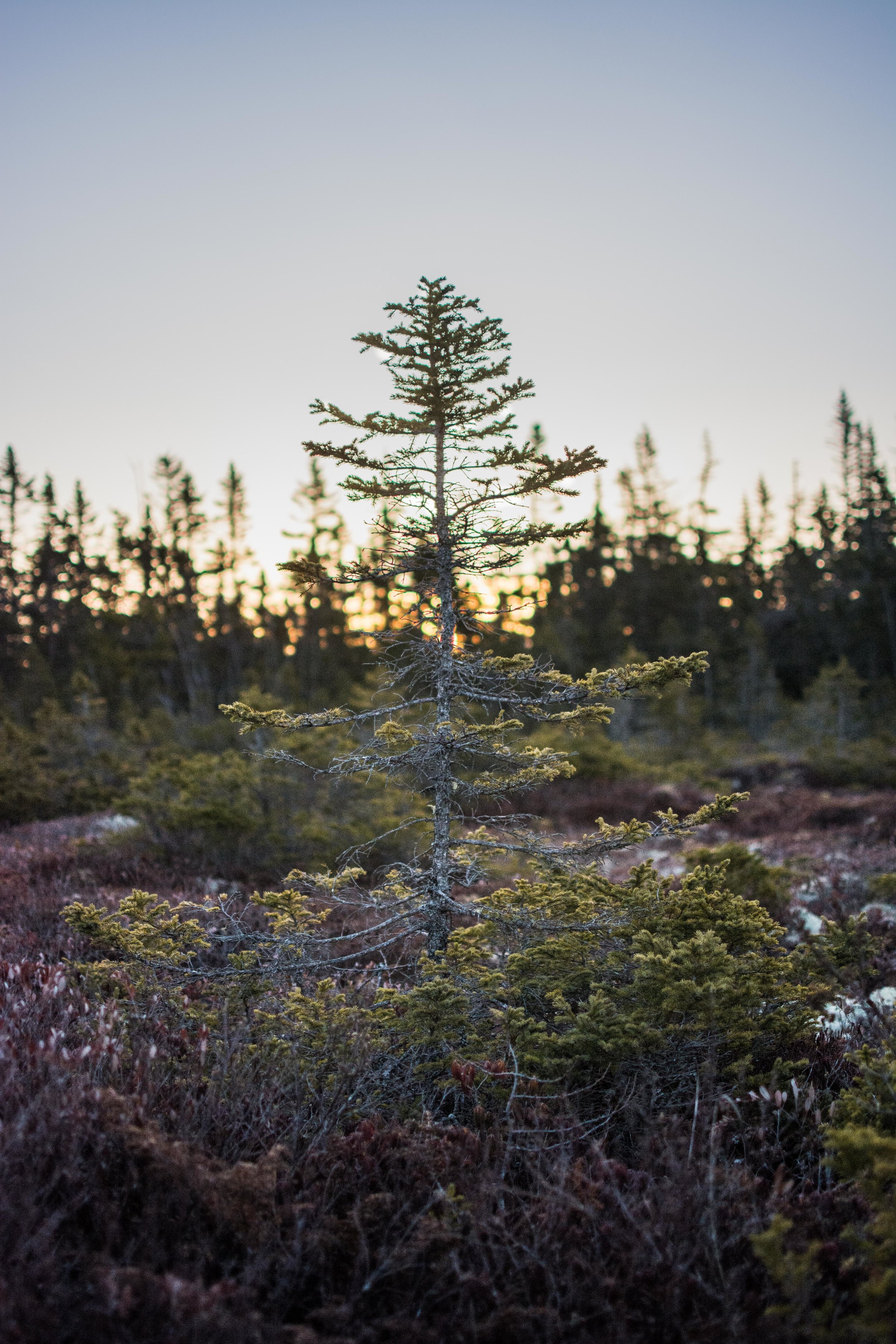 Quoddy Head State Park