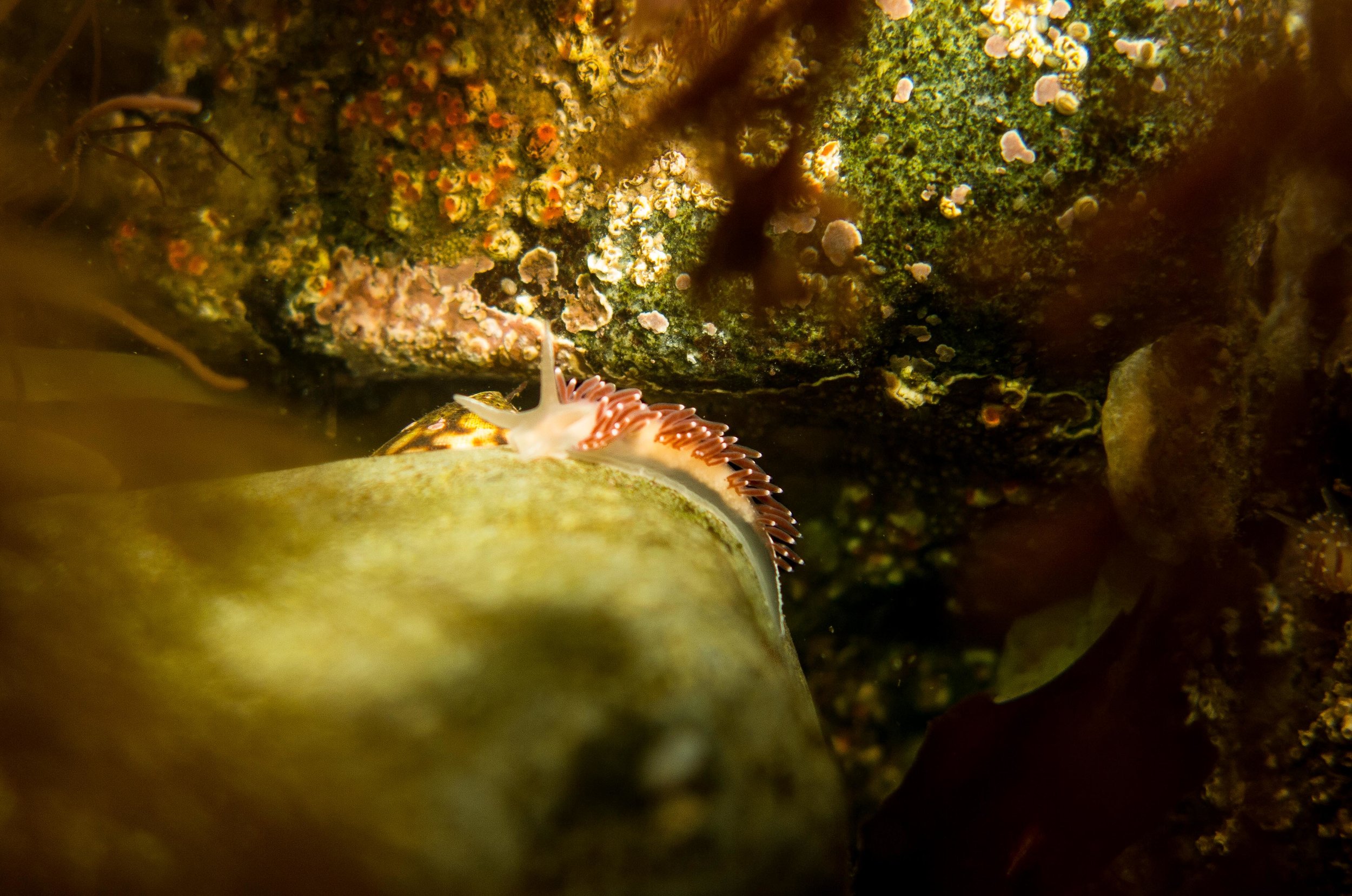 Red-Finger Aeolis nudibranch