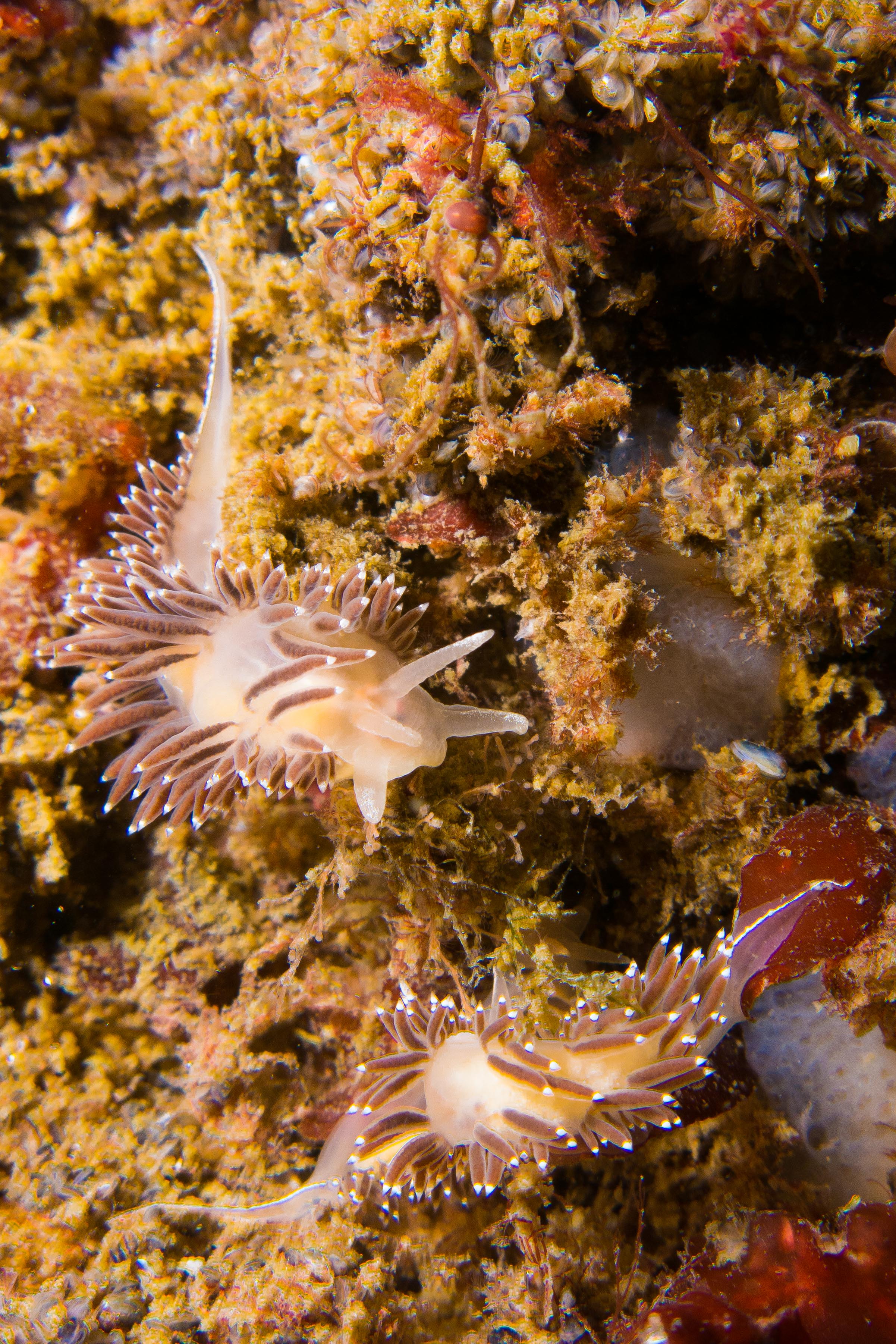 Red-Finger Aeolis nudibranch