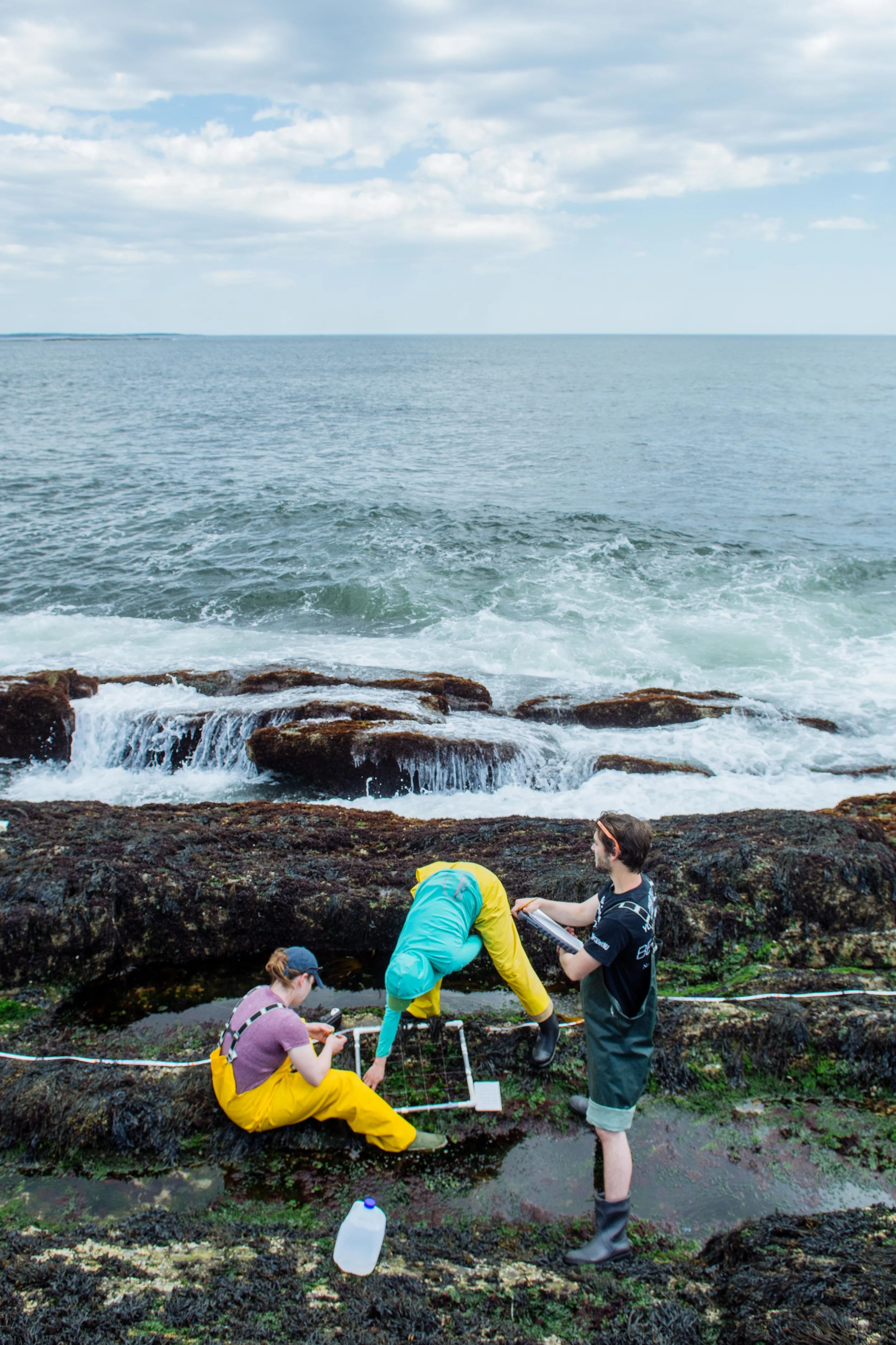 Researchers assess biodiversity at Bailey Island, Maine.