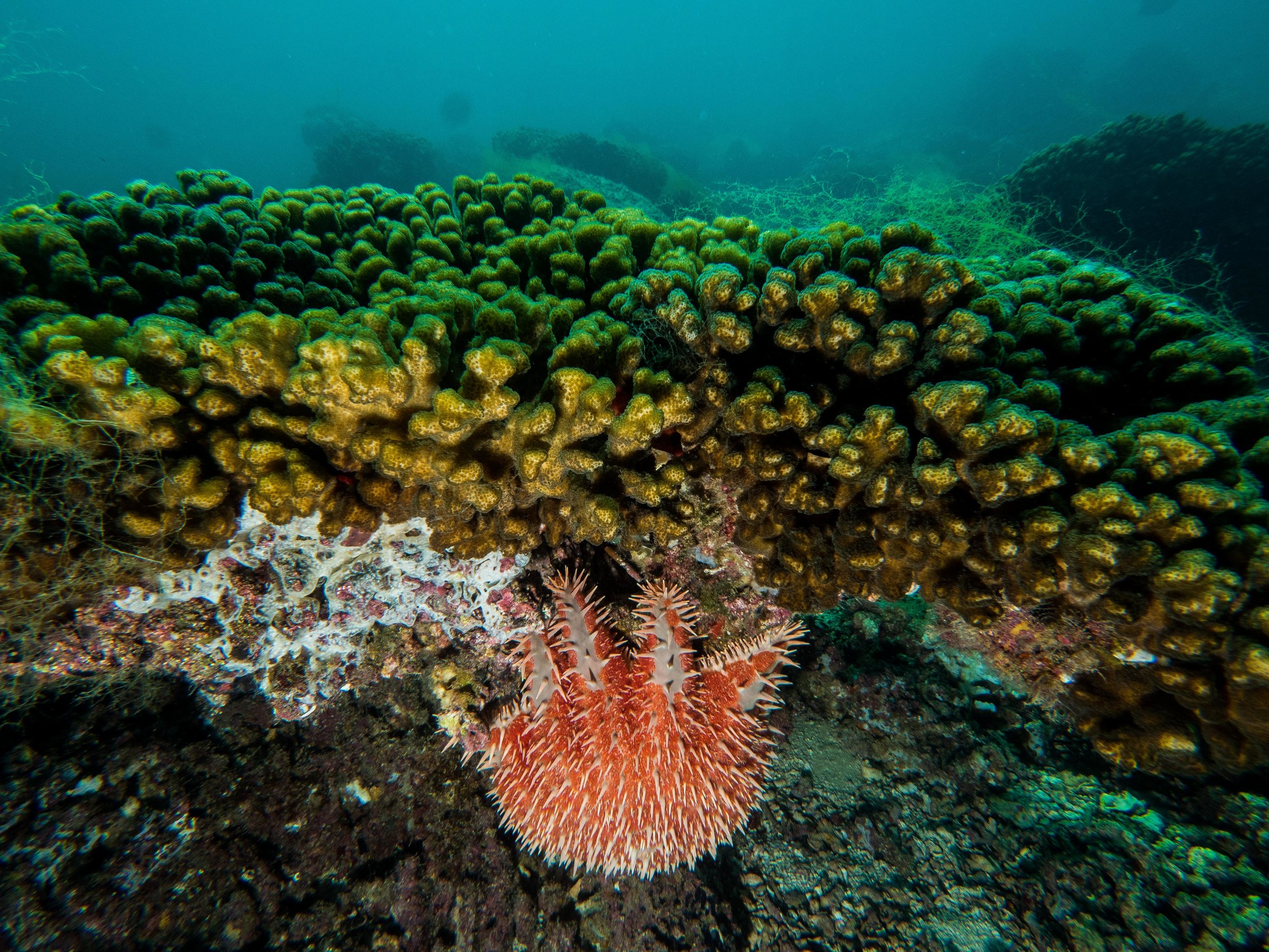 Crown of Thorns sea stars like this one eat coral, as can be seen in the white, dead area to the let of the sea star.