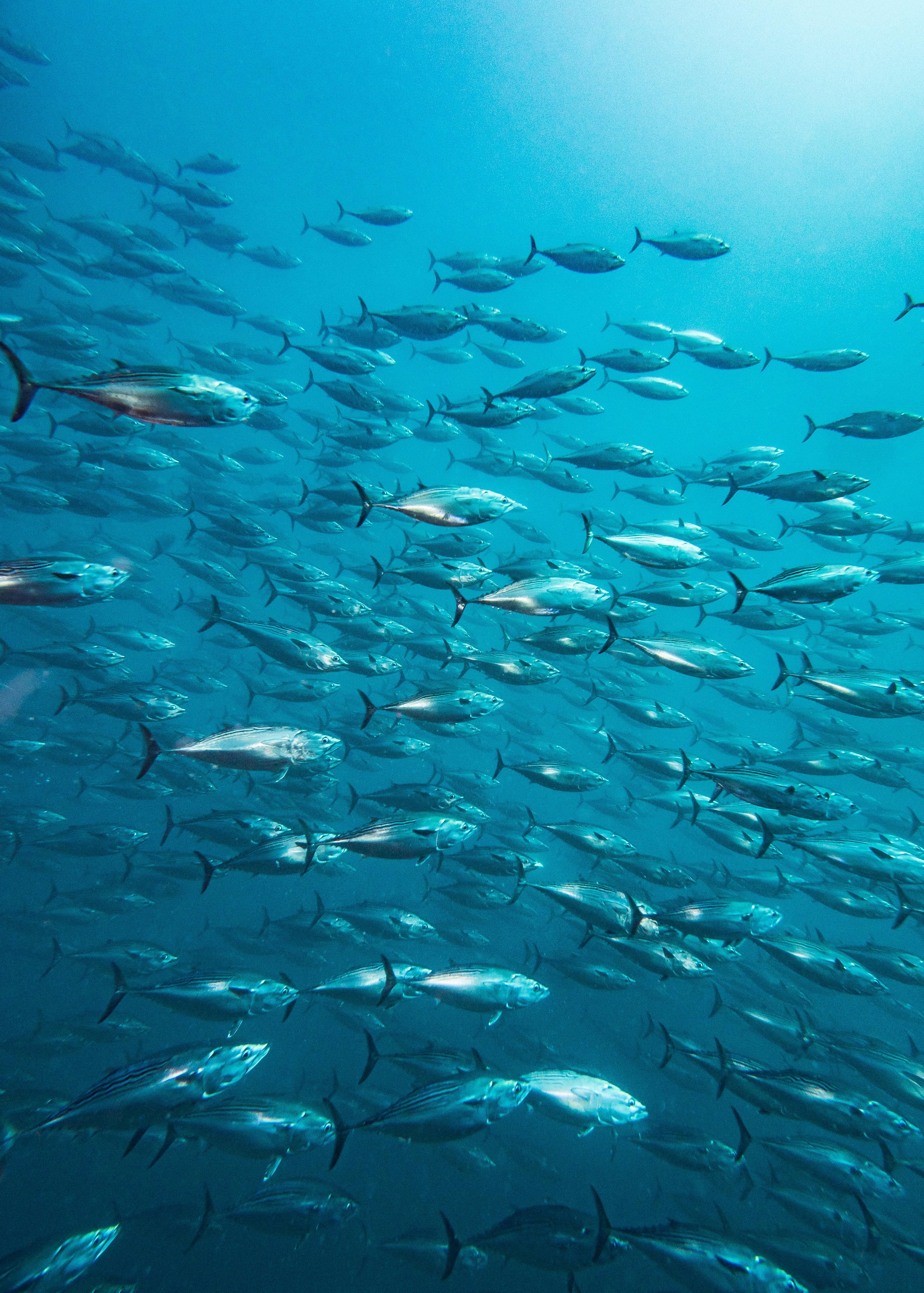 A school of Bonito, relatives of Tuna