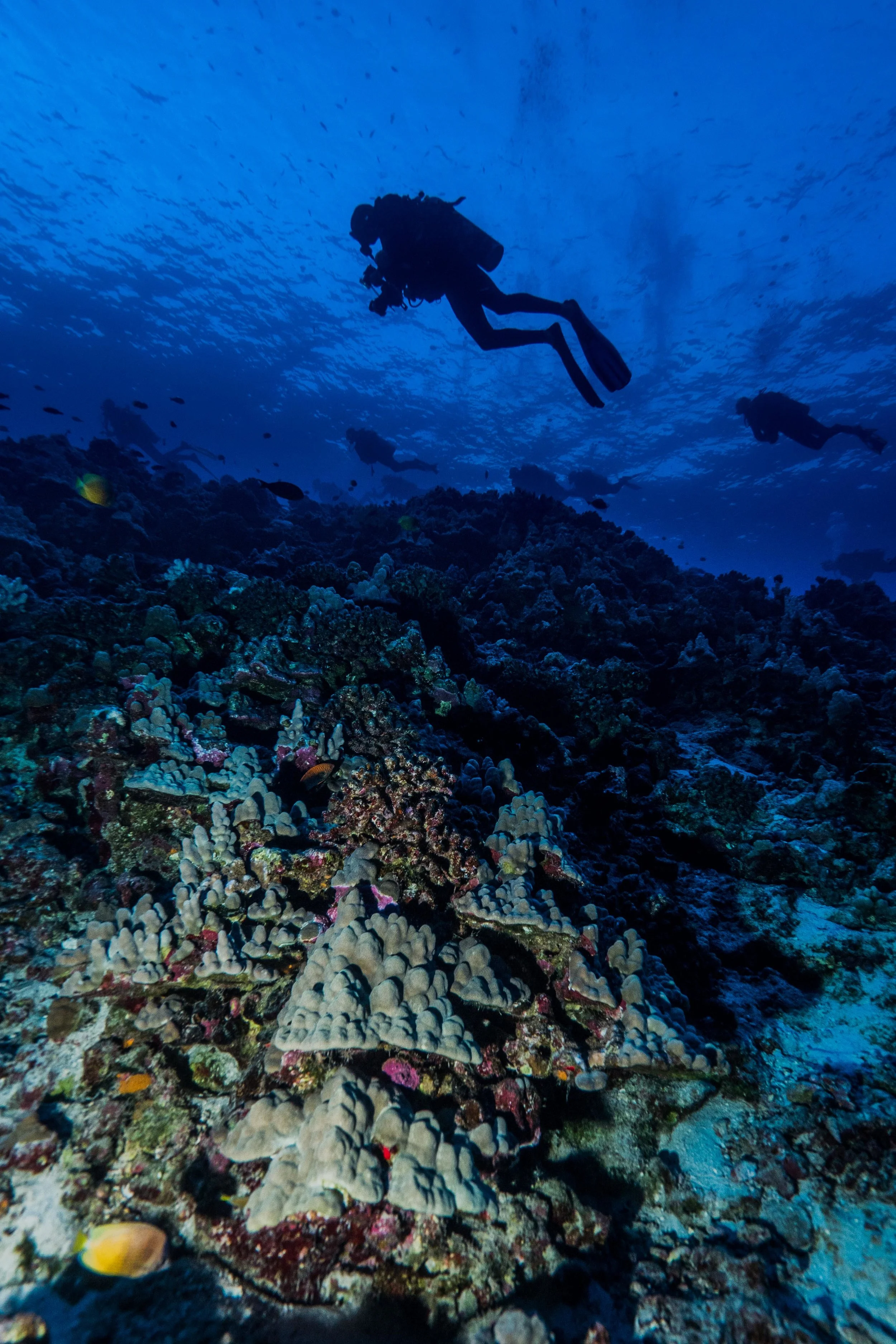 Divers above a coral reef on Molokini crater.