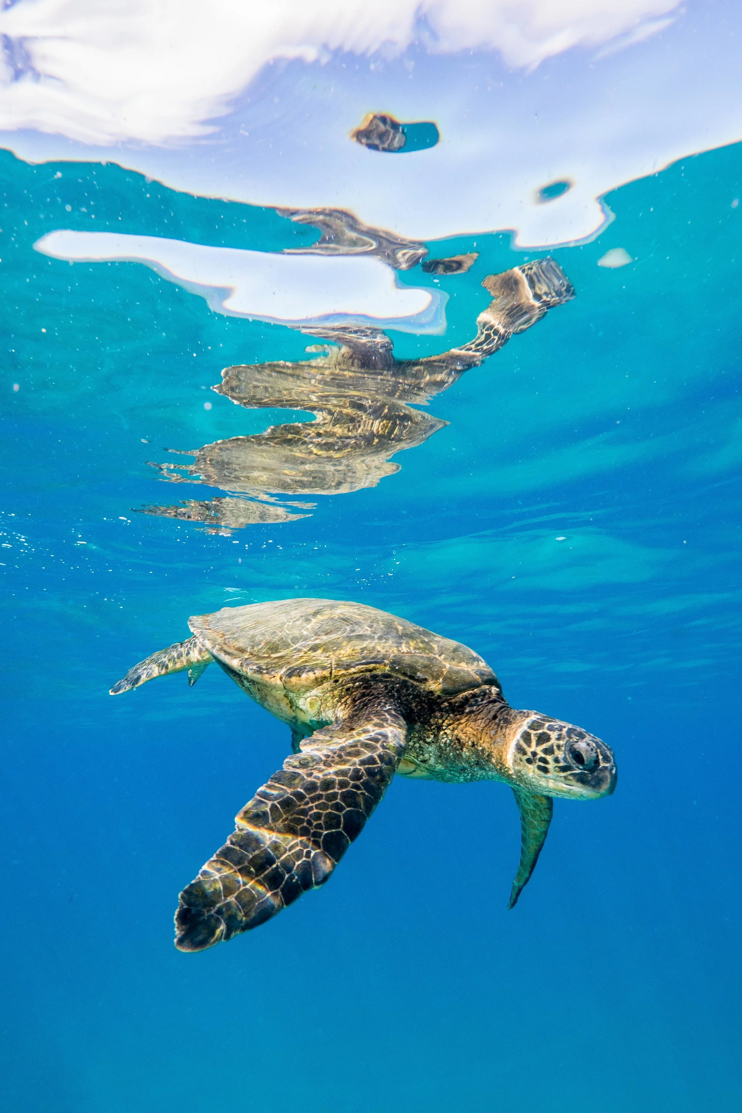 A green sea turtle floats just below the surface in Maui. Minutes before I took this photograph, I witnessed this turtle take a bite of plastic out of passing debris.