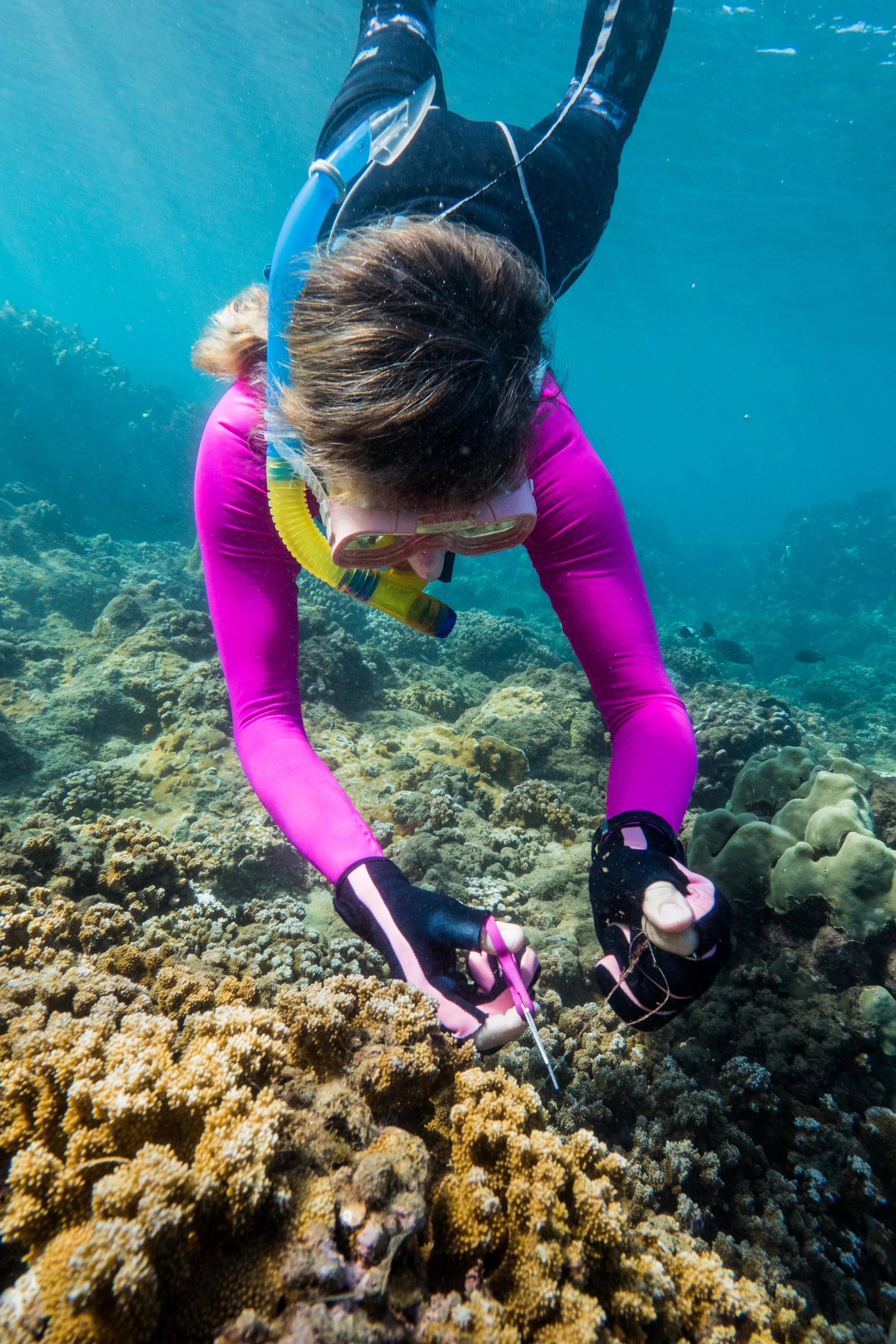 A TIRN volunteer works to cut fishing line away from coral.