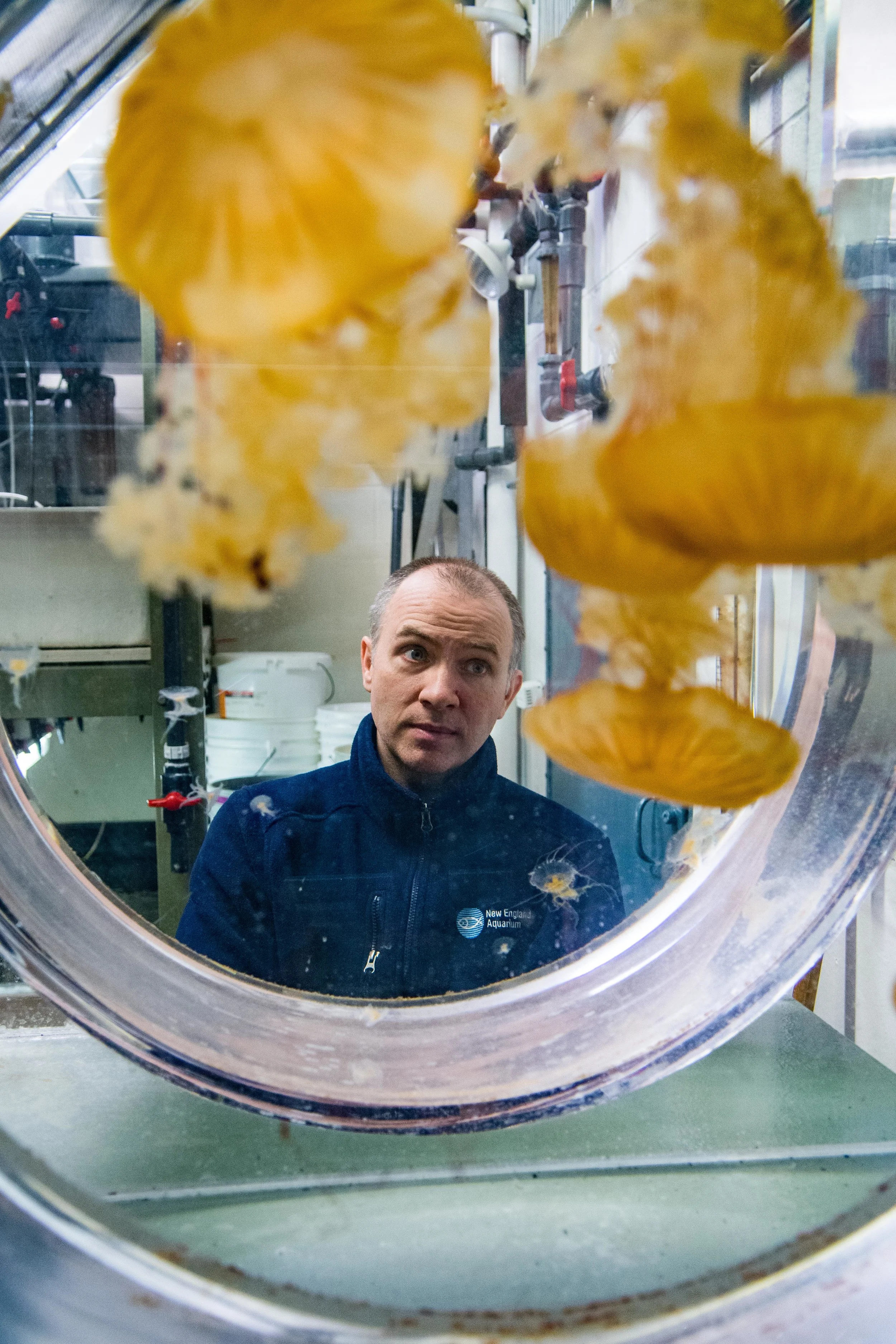 Chris Doller peers through a tank of sea nettles in the jellyfish room at the New England Aquarium on April 3rd, 2018. Space is at a premium behind the scenes in the aquarium, and managing the size of these jellies is crucial. With too much food, these sea nettles could easily outgrow their tanks, which are specially made with rounded corners so that the jellyfish don’t get caught up in a crevice.