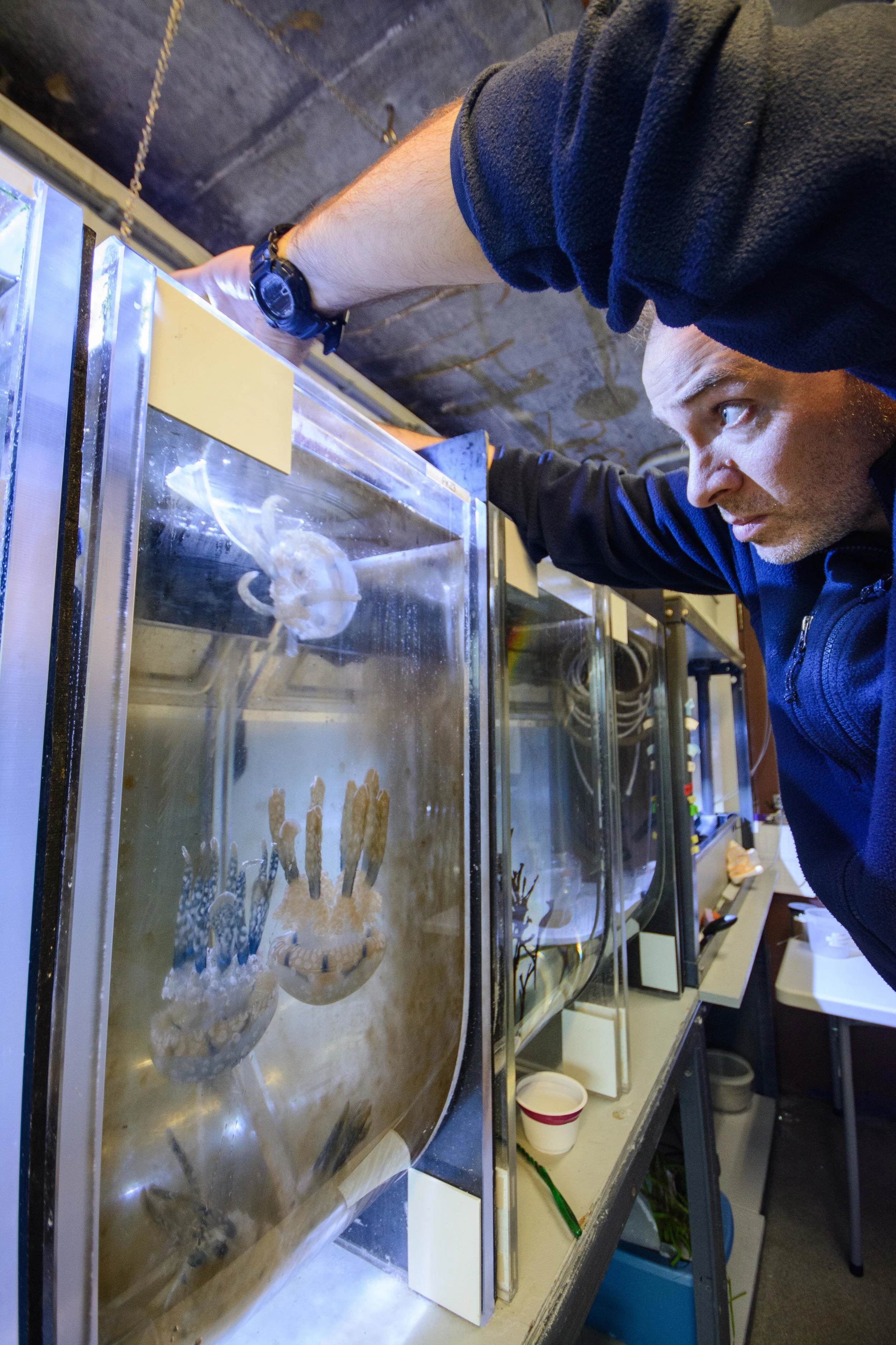Moving day for some spotted lagoon jellies, as Chris Doller scoops jellyfish into a beaker to transfer them to a cleaner tank at the New England Aquarium on April 13th, 2018. Lagoon jellies, like corals, contain Zooxanthellae, single celled microorganisms called dinoflagellates, that use the sun to produce energy and food like plants through photosynthesis. The Zooxanthellae require light to photosynthesize, which promotes algae growth in the tank as an unintentional side effect, leading to a quickly dirtied tank.