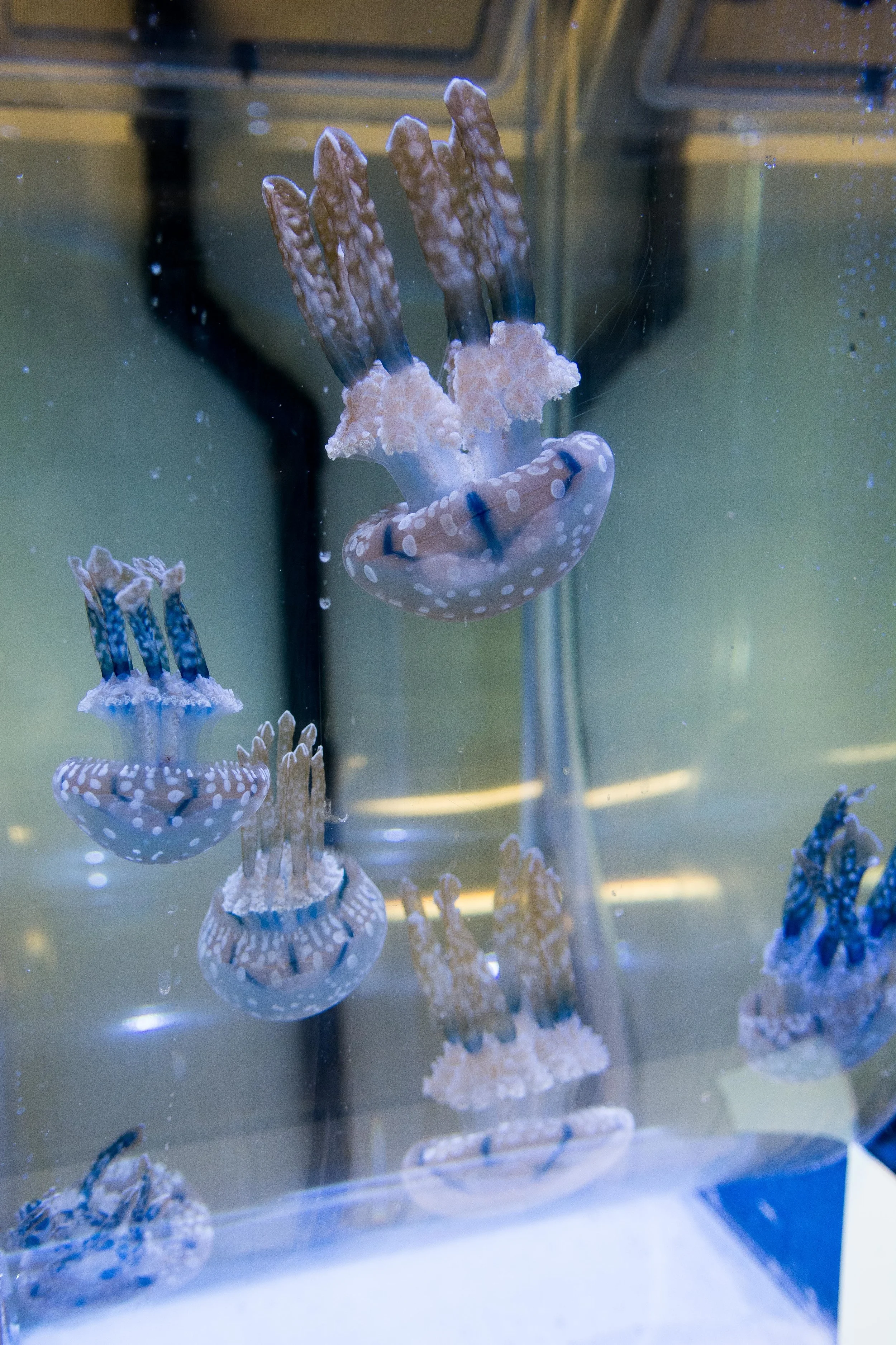 Spotted lagoon jellyfish pulse in a tank at the New England Aquarium on April 3rd, 2018. The aquarium is unsure as to where the blue color in these jellies comes from. These lagoon jellies were imported from the wild in Japan, and their offspring that have been bred in the Aquarium lacked the blue hue. Much is still unknown about many jellyfish species.