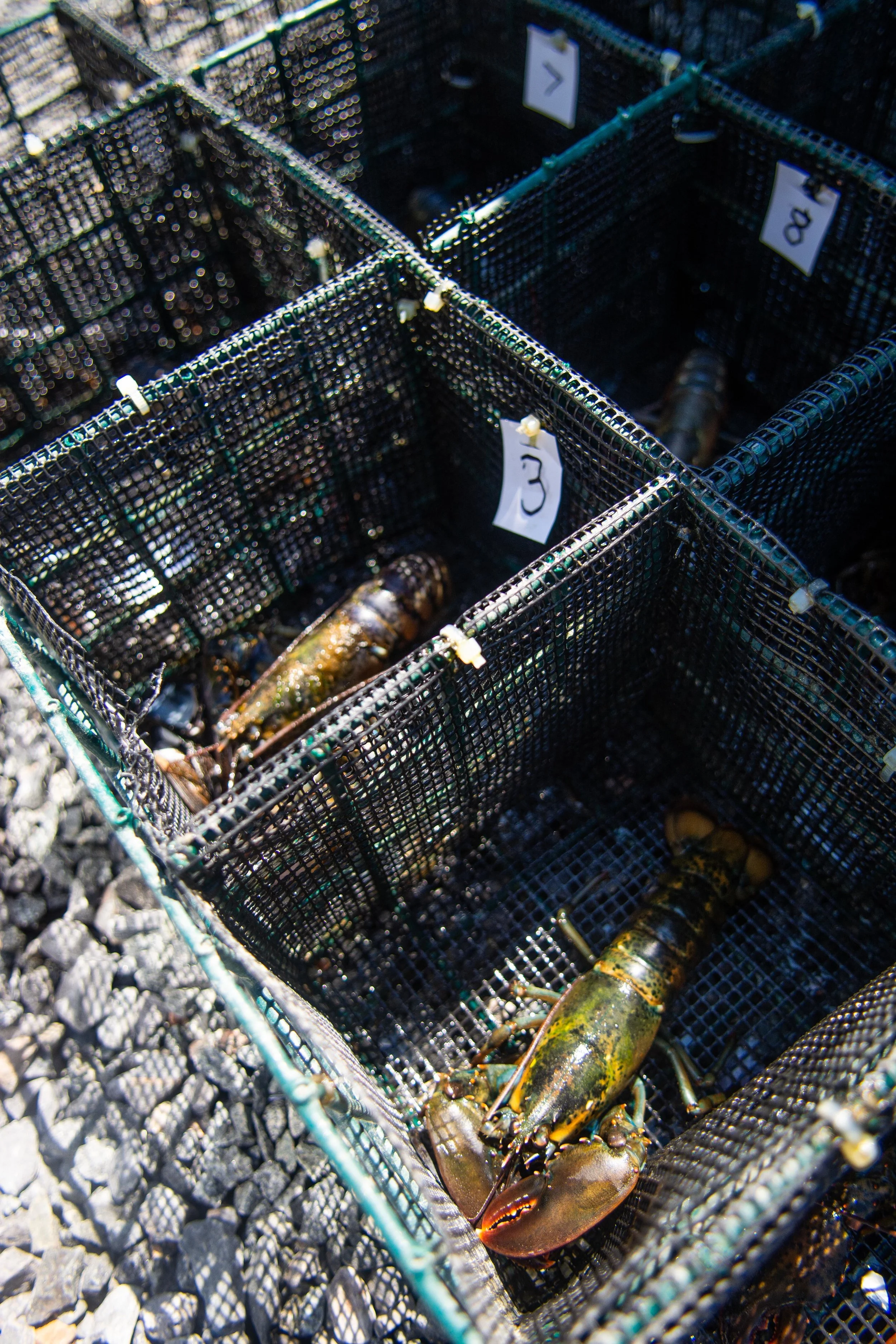 Lobsters are separated before the experiment to prevent fighting.