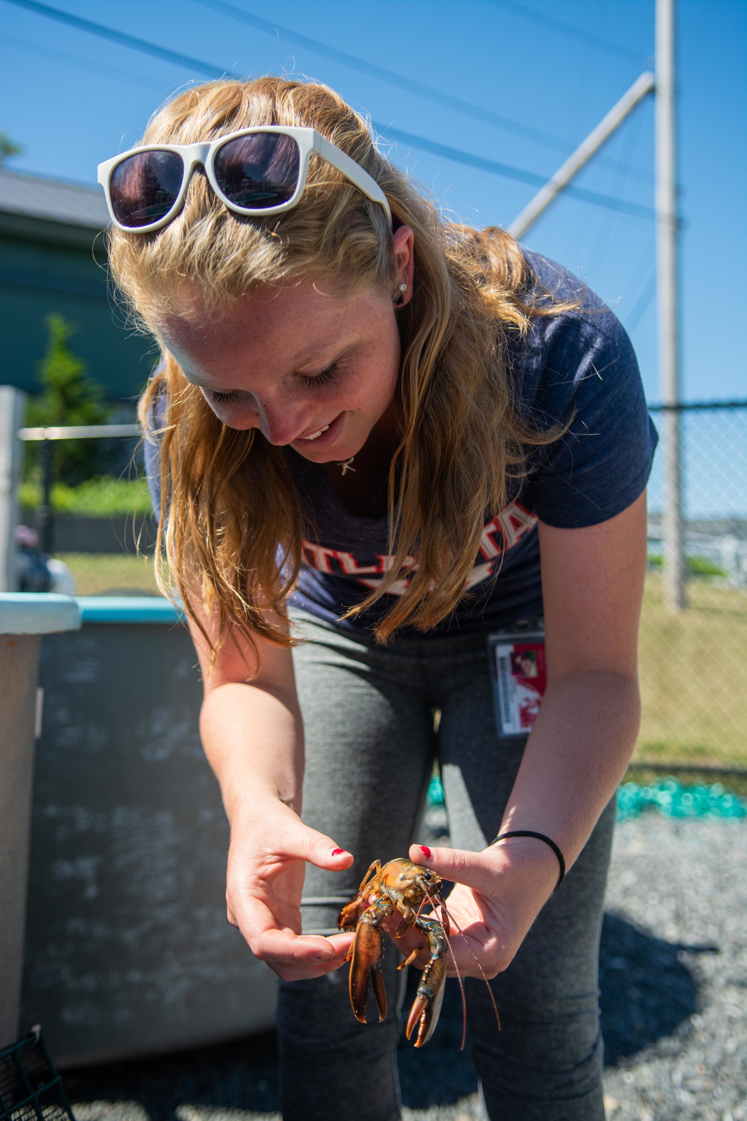 Grabowski lab technician Adi Behrens labels small lobsters to help tell them apart during the experiment.