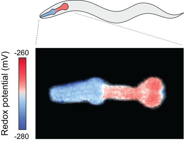 A visualization of oxidation in a C. elegans worm.