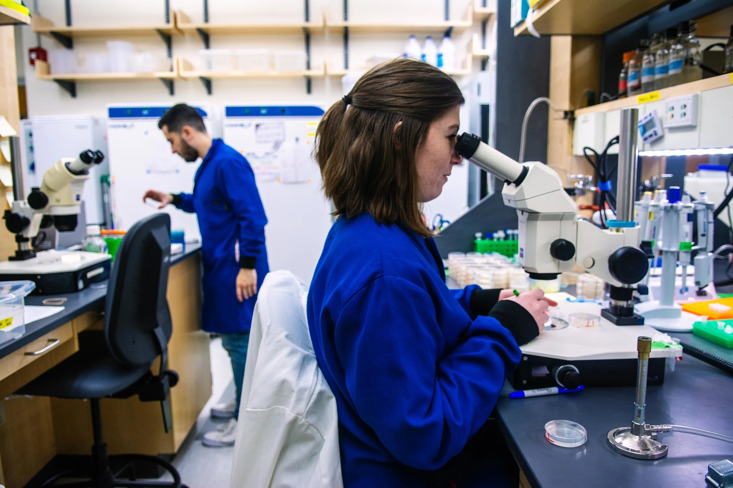 Graduate student Jodie Norris sorts C. elegans worms in the Apfeld Lab.