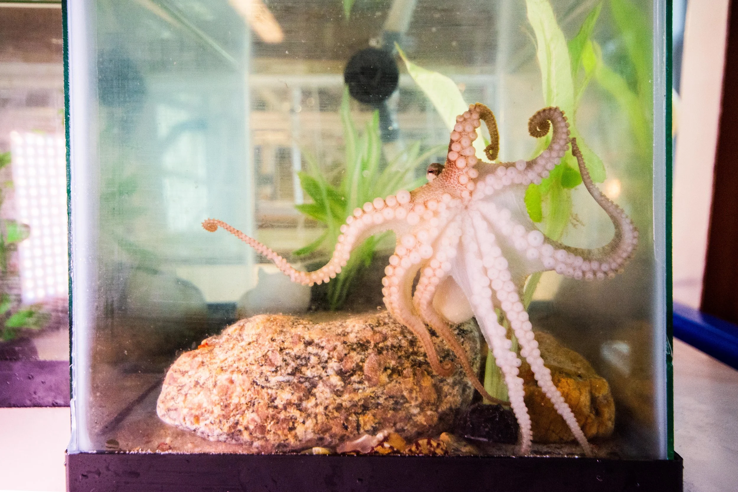 A California Two-spot octopus peers over its arms with one eye as it hugs the wall with 8 arms in the outreach tank at the MBL.