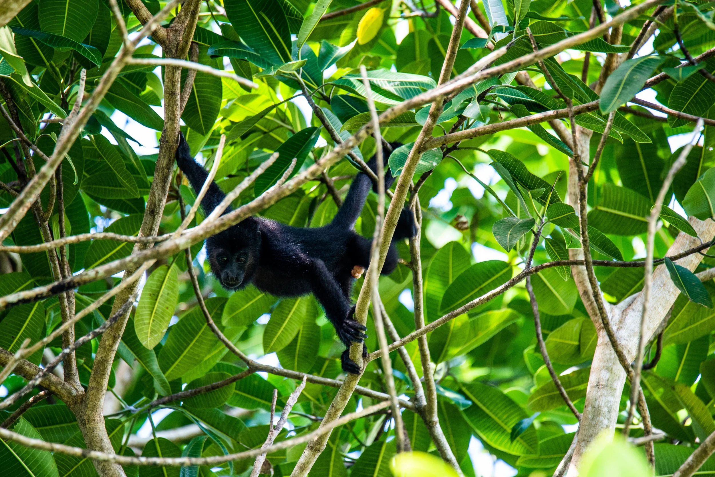 A young male howler monkey on the Monkey River, Belize.