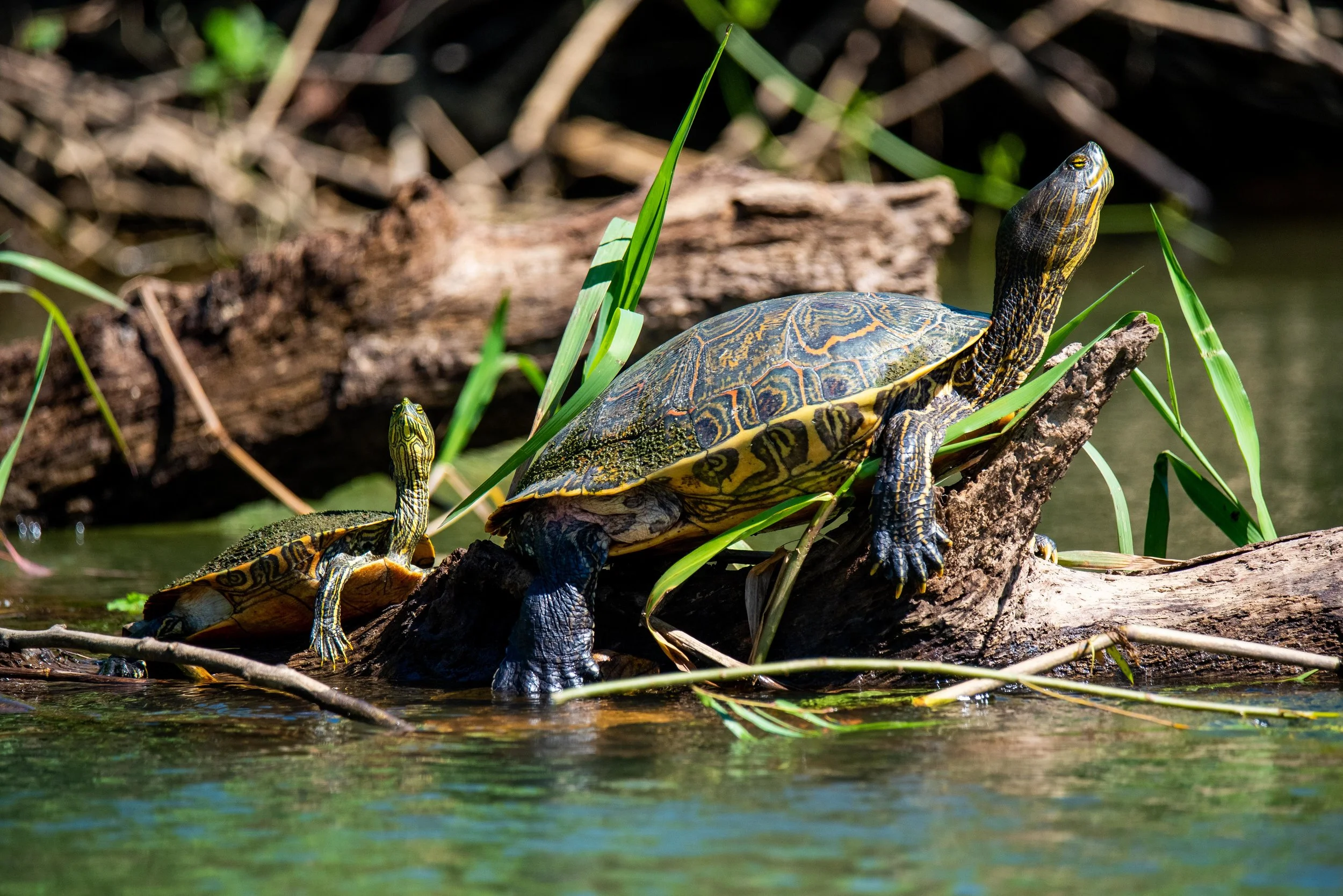 Two Mesoamerican Slider turtles sun themselves on a log in the Monkey River, Belize.
