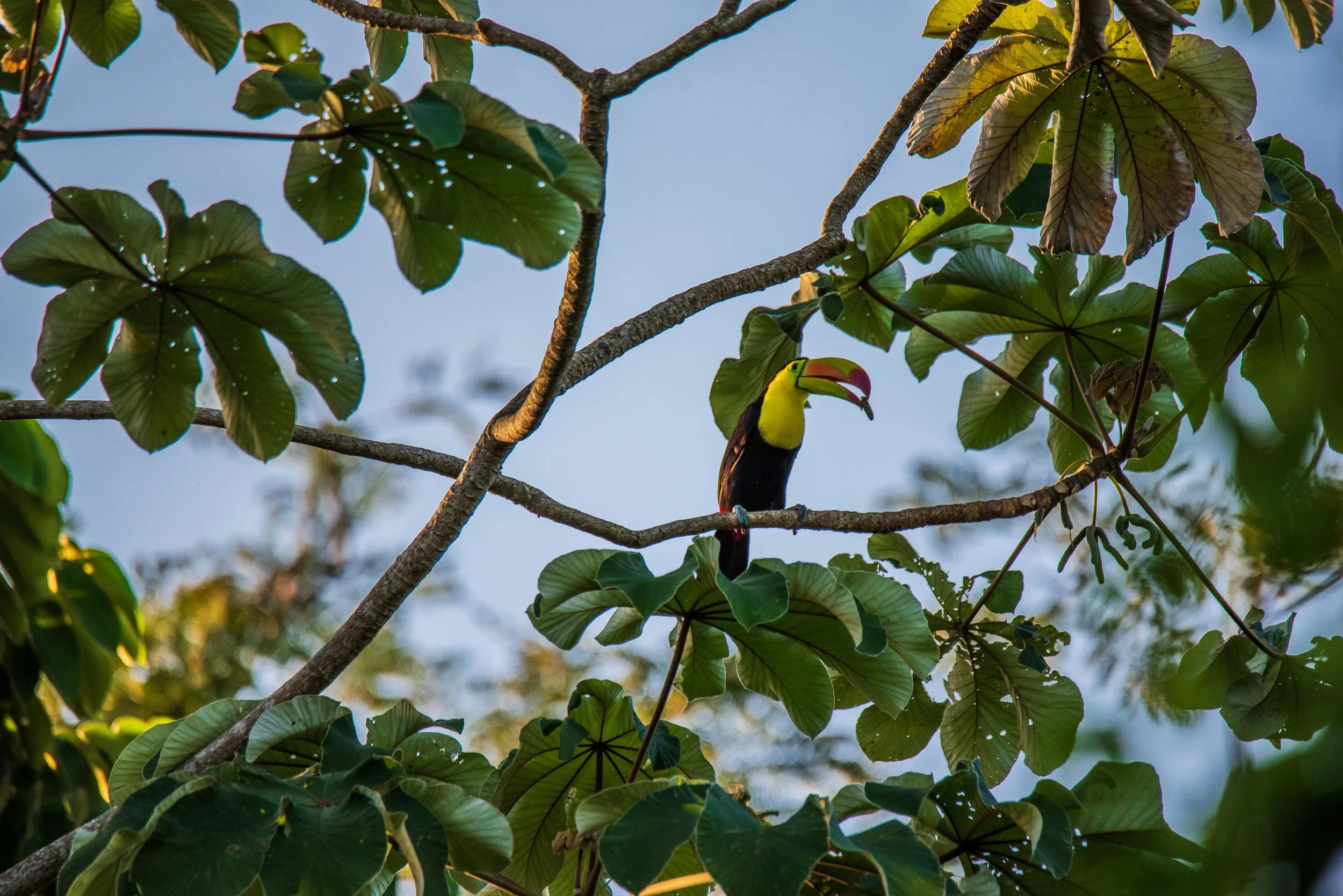 A Keel-billed Toucan holds fruit from the Cecropia tree in its beak near Cockscombe Wildlife Sanctuary and Jaguar Preserve, Belize.