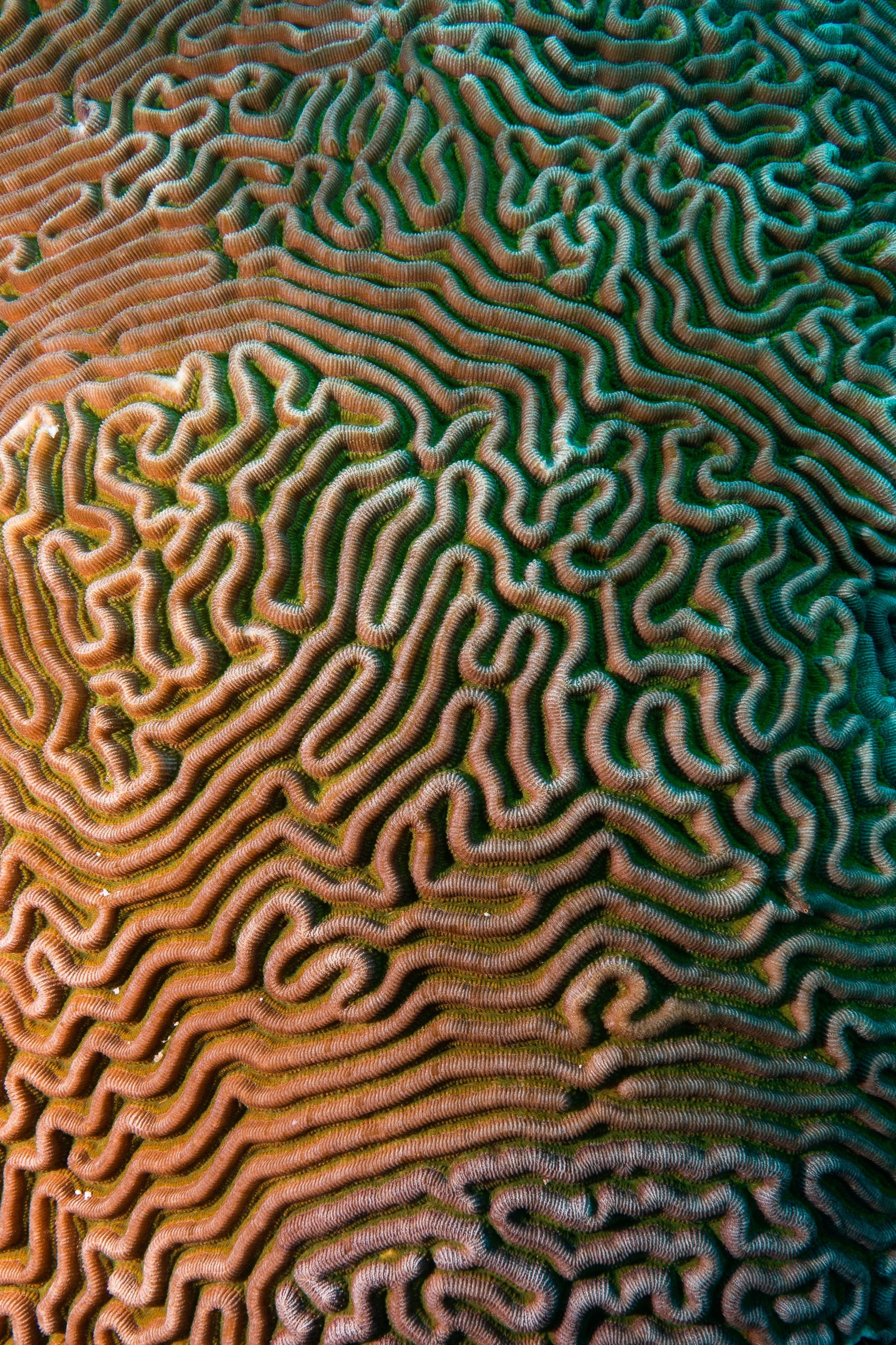 Brain coral at Silk Caye, Belize