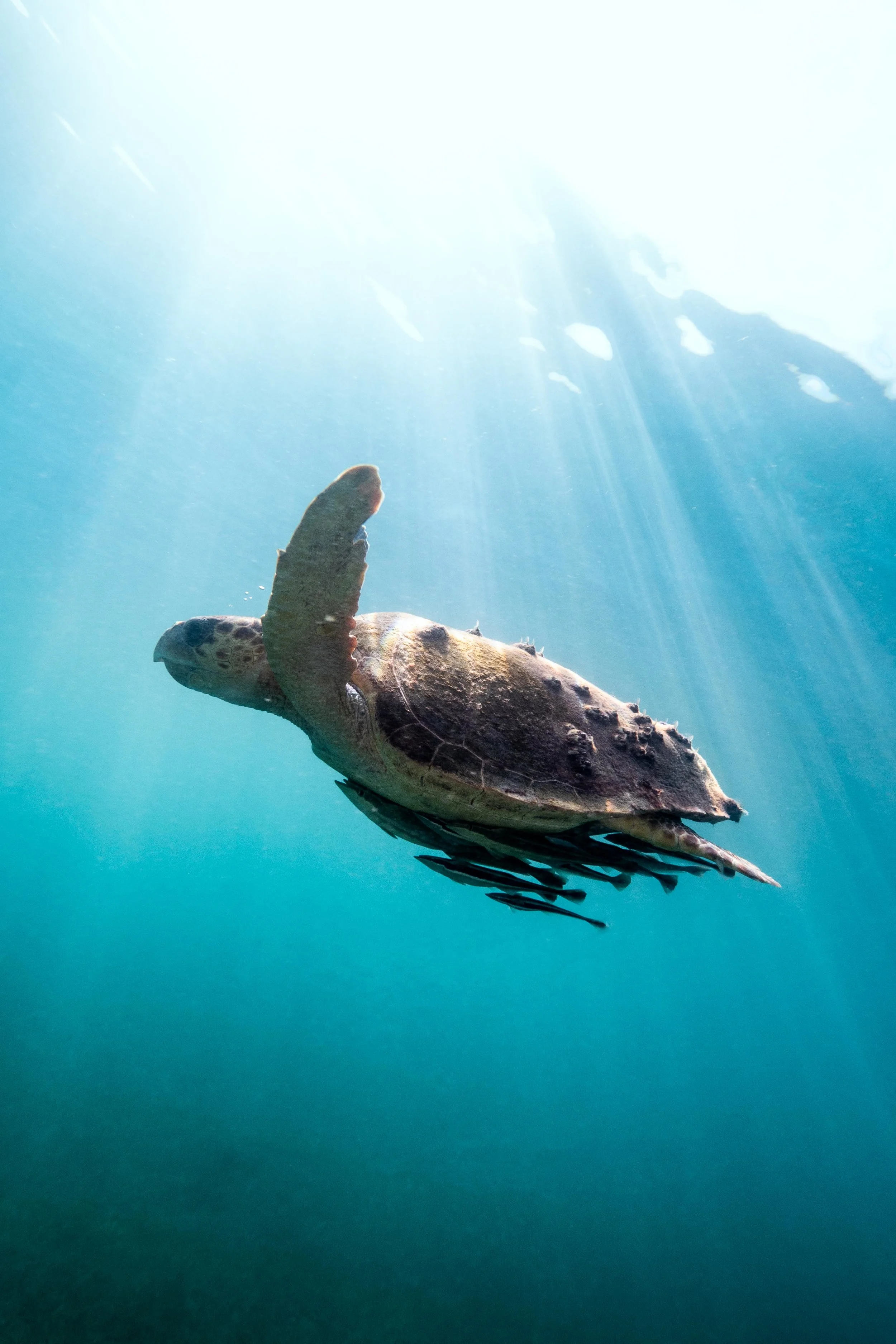 A loggerhead sea turtle covered in remoras and barnacles at Silk Caye, Belize.