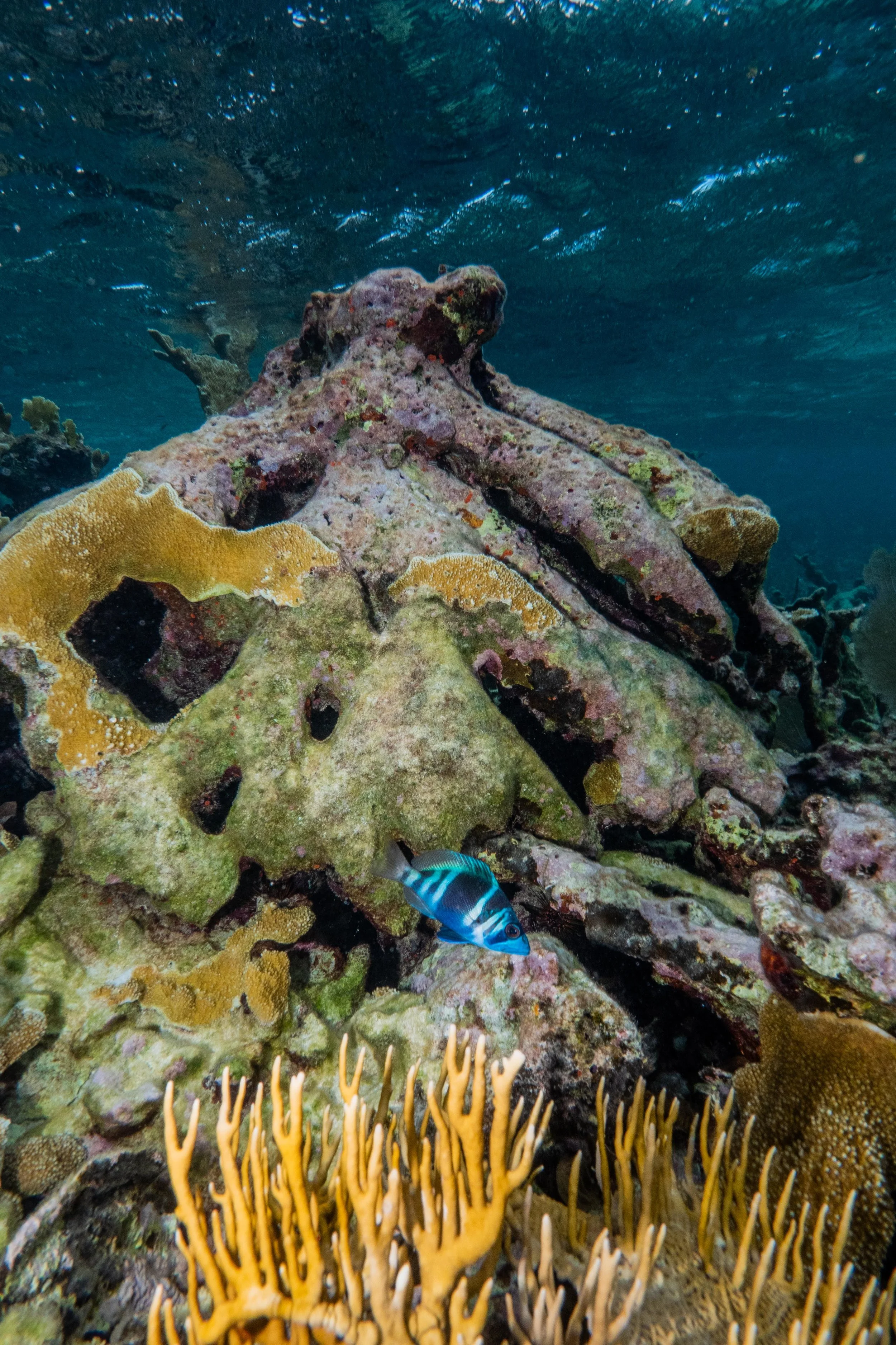 An Indigo Hamlet in front of a toppled Elkhorn coral (Acropora palmata), probably killed by a hurricane.