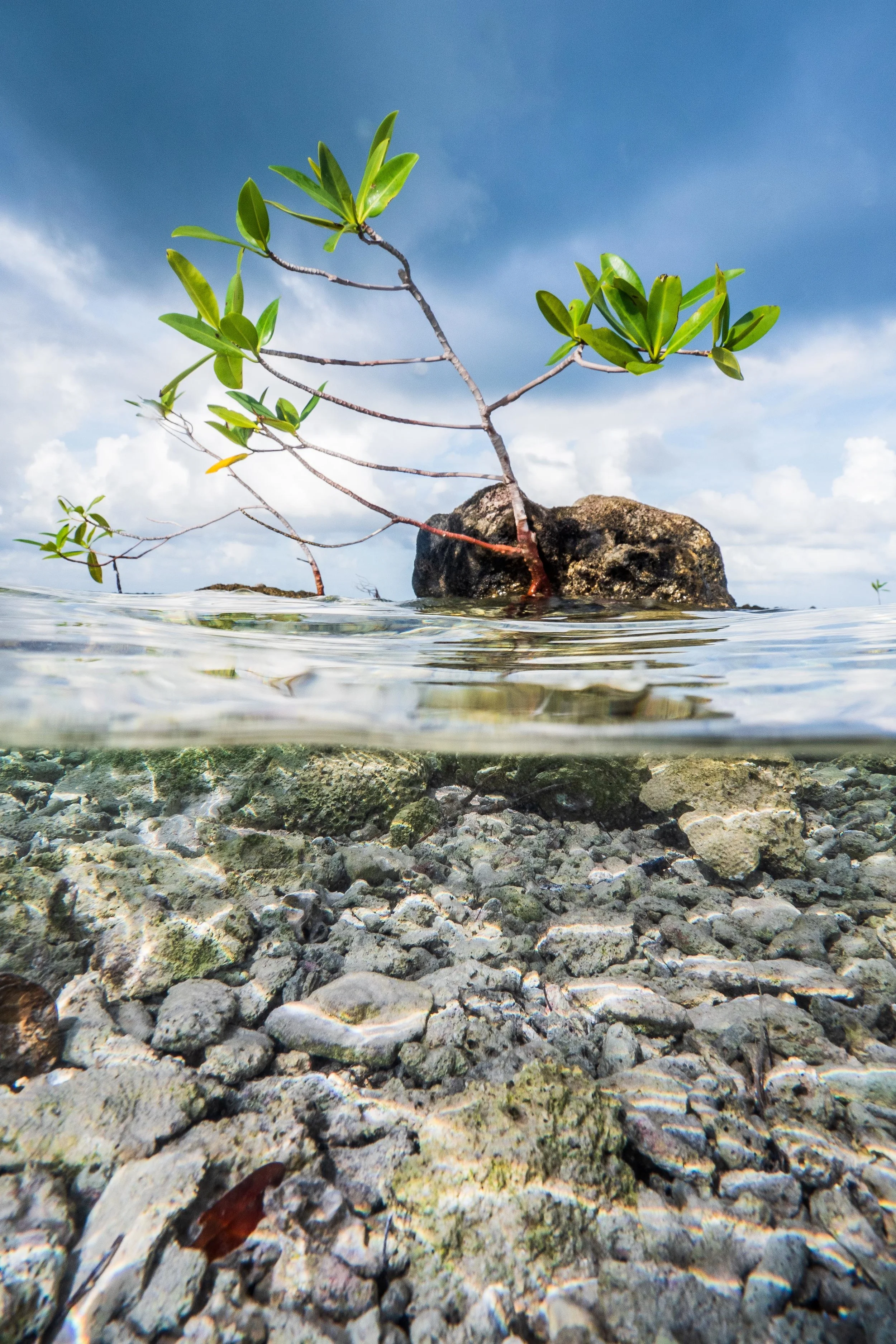 A red mangrove sapling sits in six inches of water on the crest of an old reef on the Turneffe Atoll, Belize.