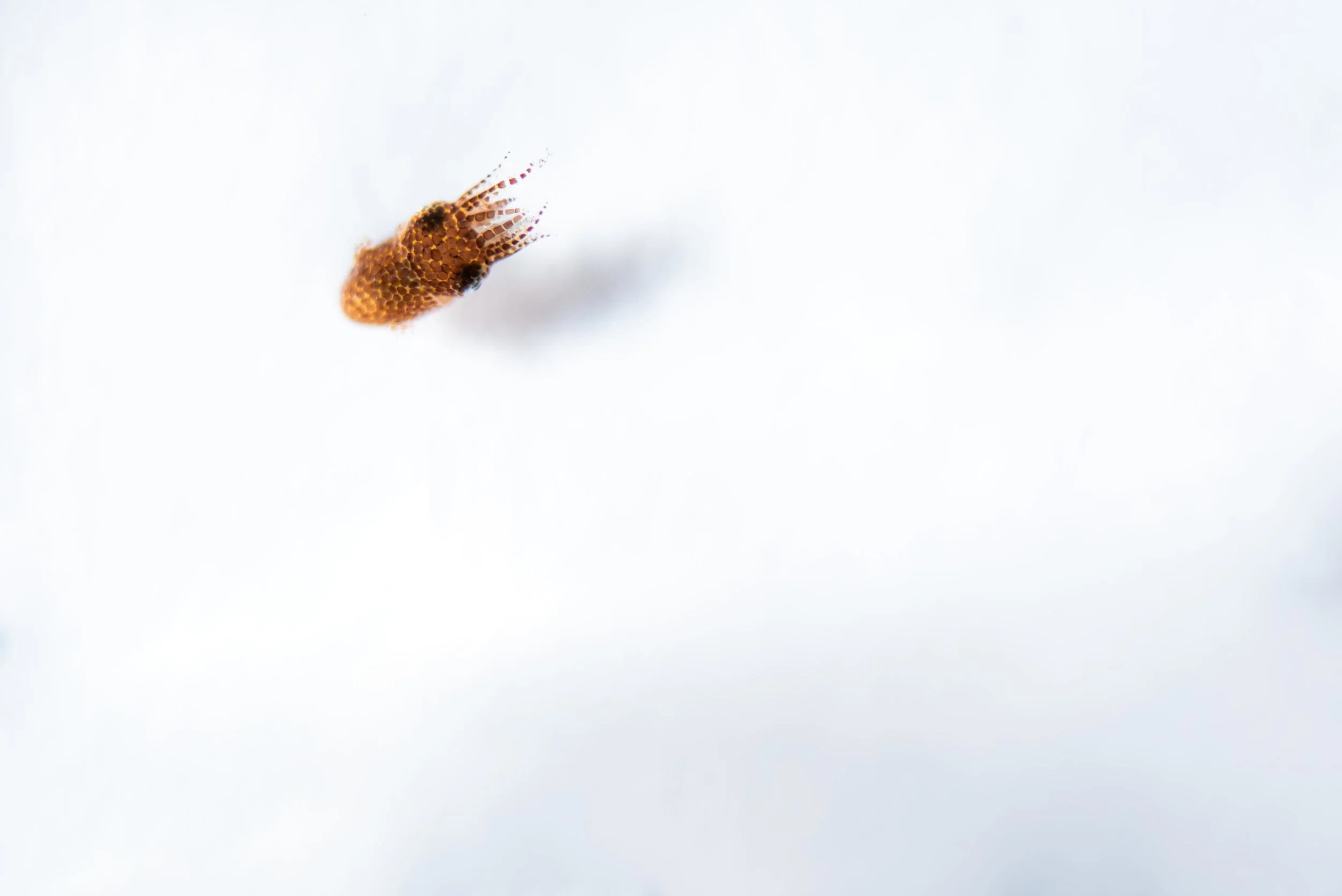 DSC_3789-Edit.jpg