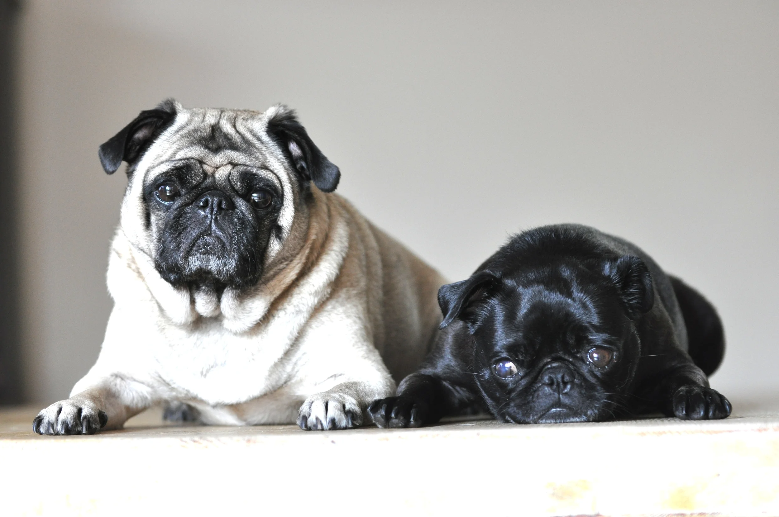 pugs 022.JPG