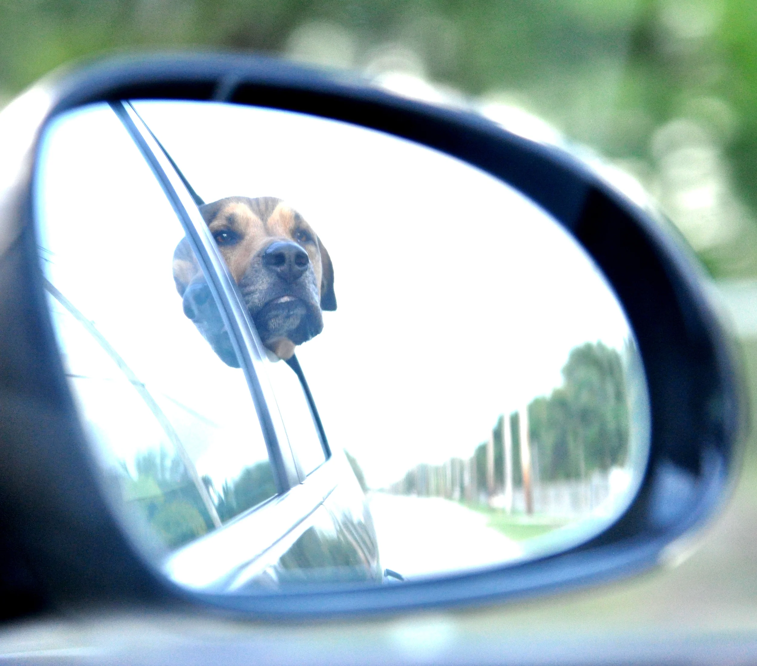 goodman property horses 099.JPG