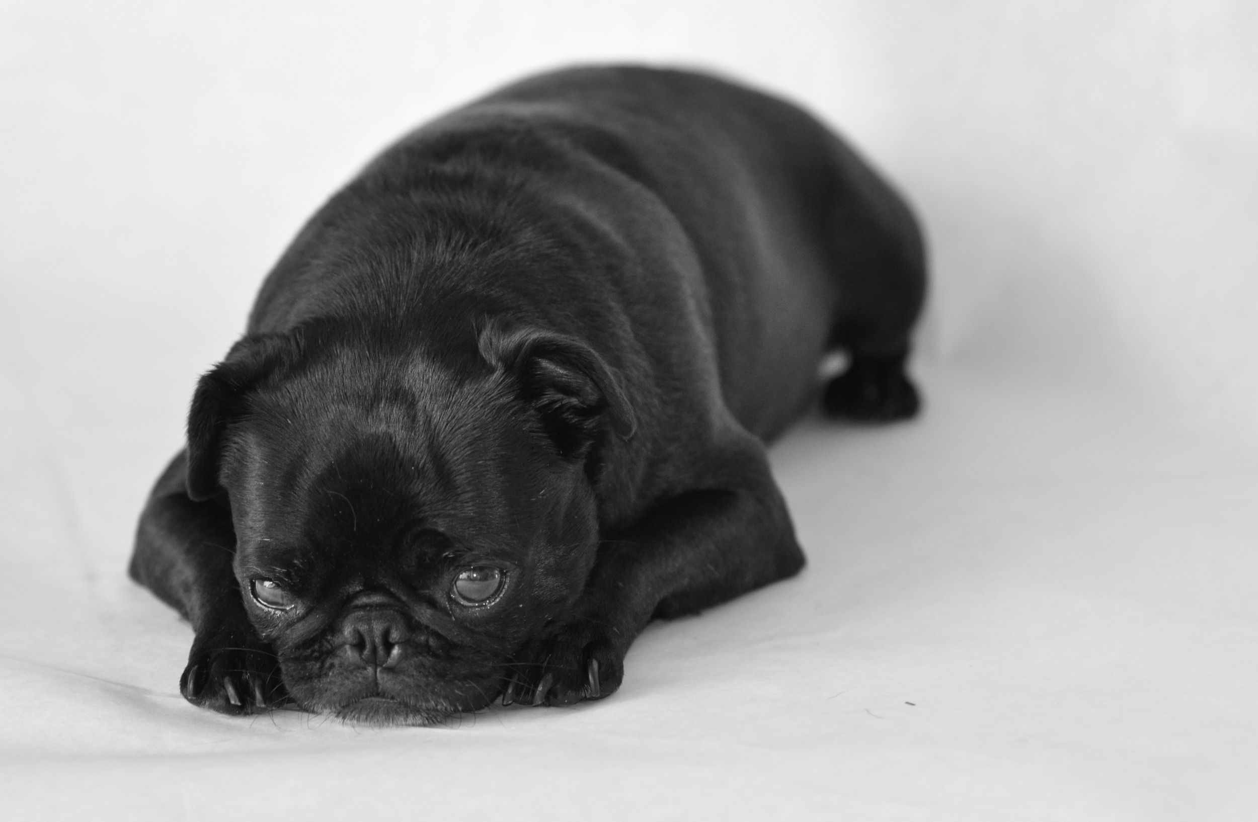 dog necklaces 025.JPG
