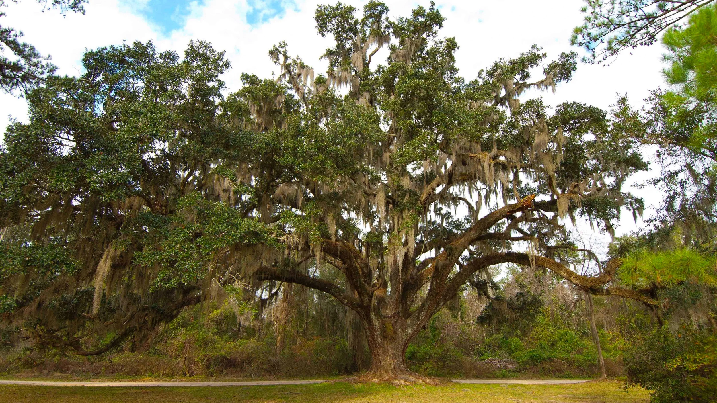 A+Big+Live+Oak%2C+Blakely+copy54.jpg