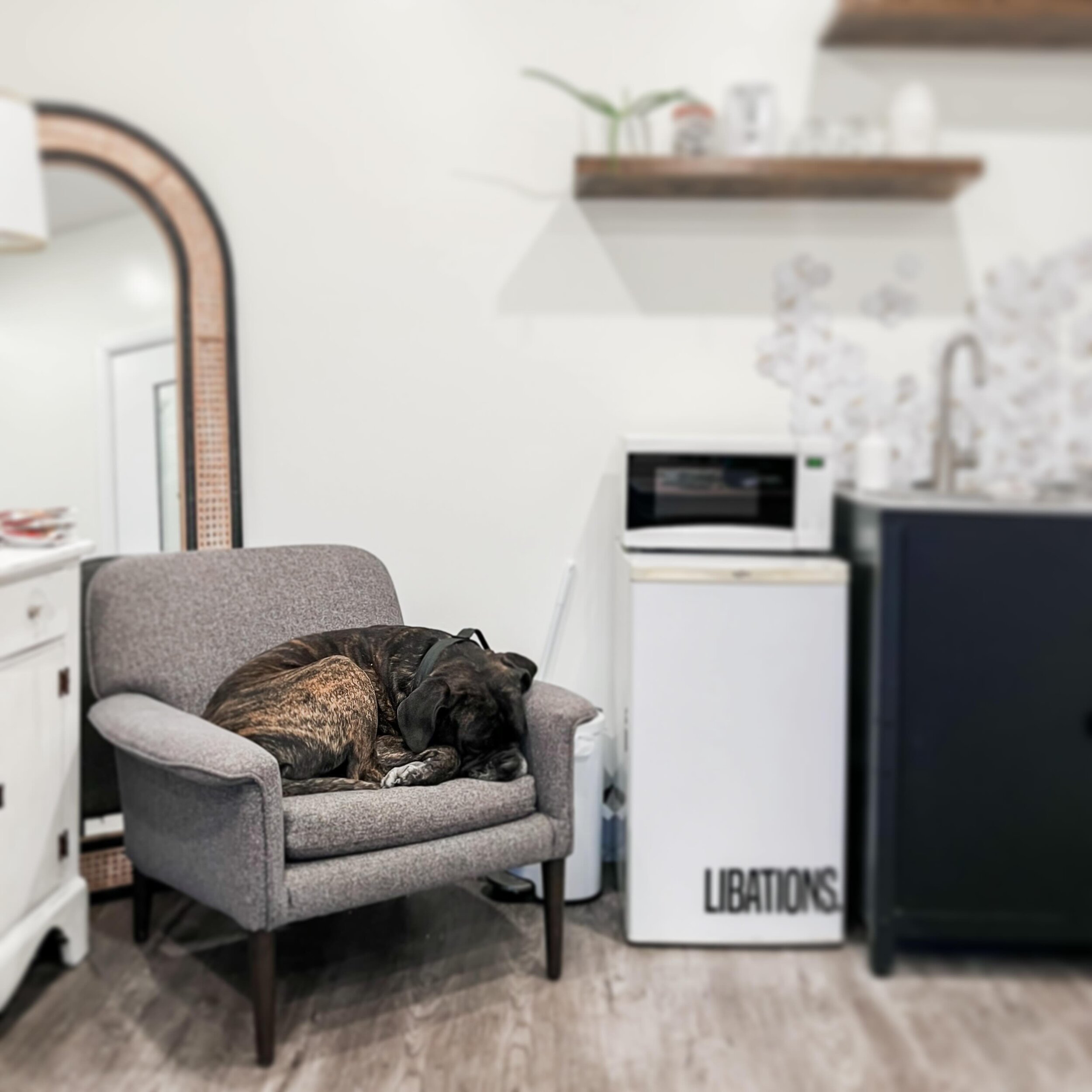 Comfort is key 🔑 #yesiboughthimhisownchair #shopdog #equestrianatelier #canecorso #ElWray