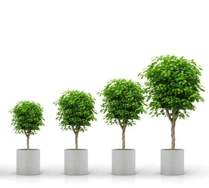 TreesGrowthiStock_000017443132Small v4.jpg