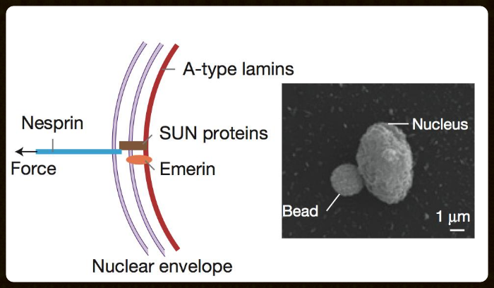 Guilluy et al. 2014
