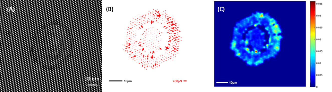 We use custom algorithms to quantify the forces that cells exert on pillars. (A) Microscopic image of a pillar array with a cell placed on the pillars. (B) Vector-map that represents the magnitude and direction of the force applied by the cell on each pillar. (C) Heat map for the force generated by this cell on the pillars