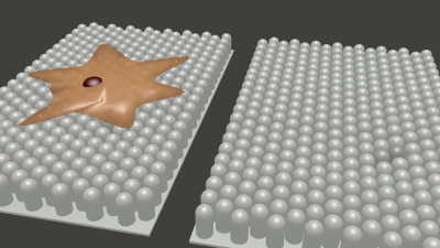 Deflection of pillars during cell contraction