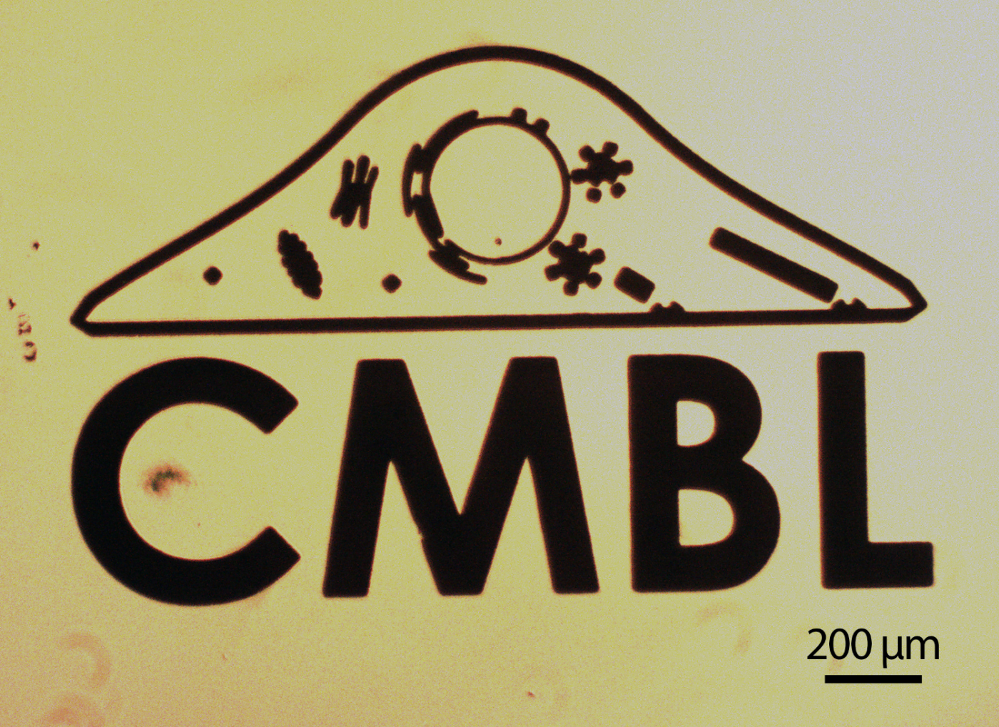 Gold patterned CMBL logo created using photolithography, gold evaporation and lift-off