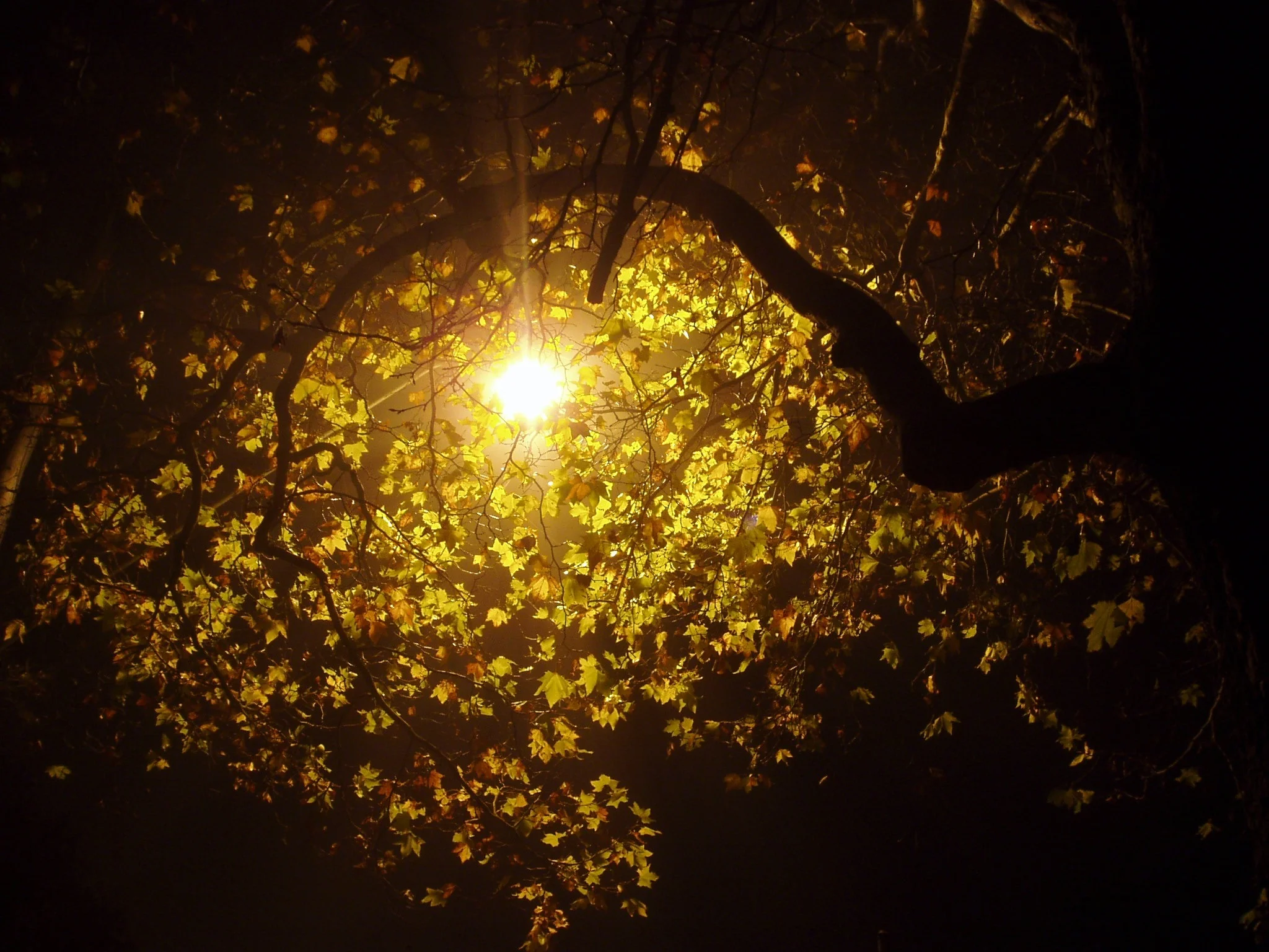 Do I Believe In [what God says about] Thankfulness? 