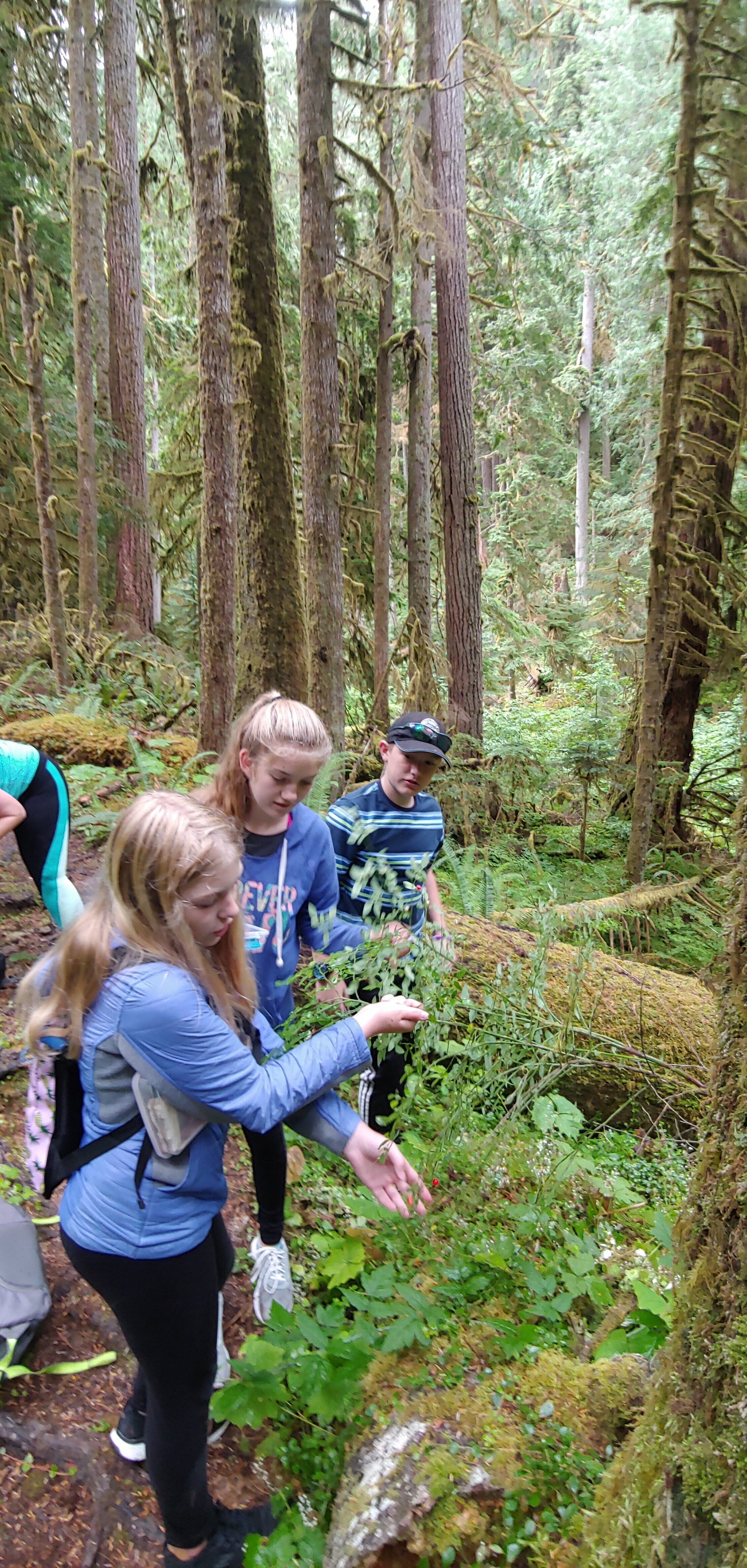 Sampling the wild Huckleberries