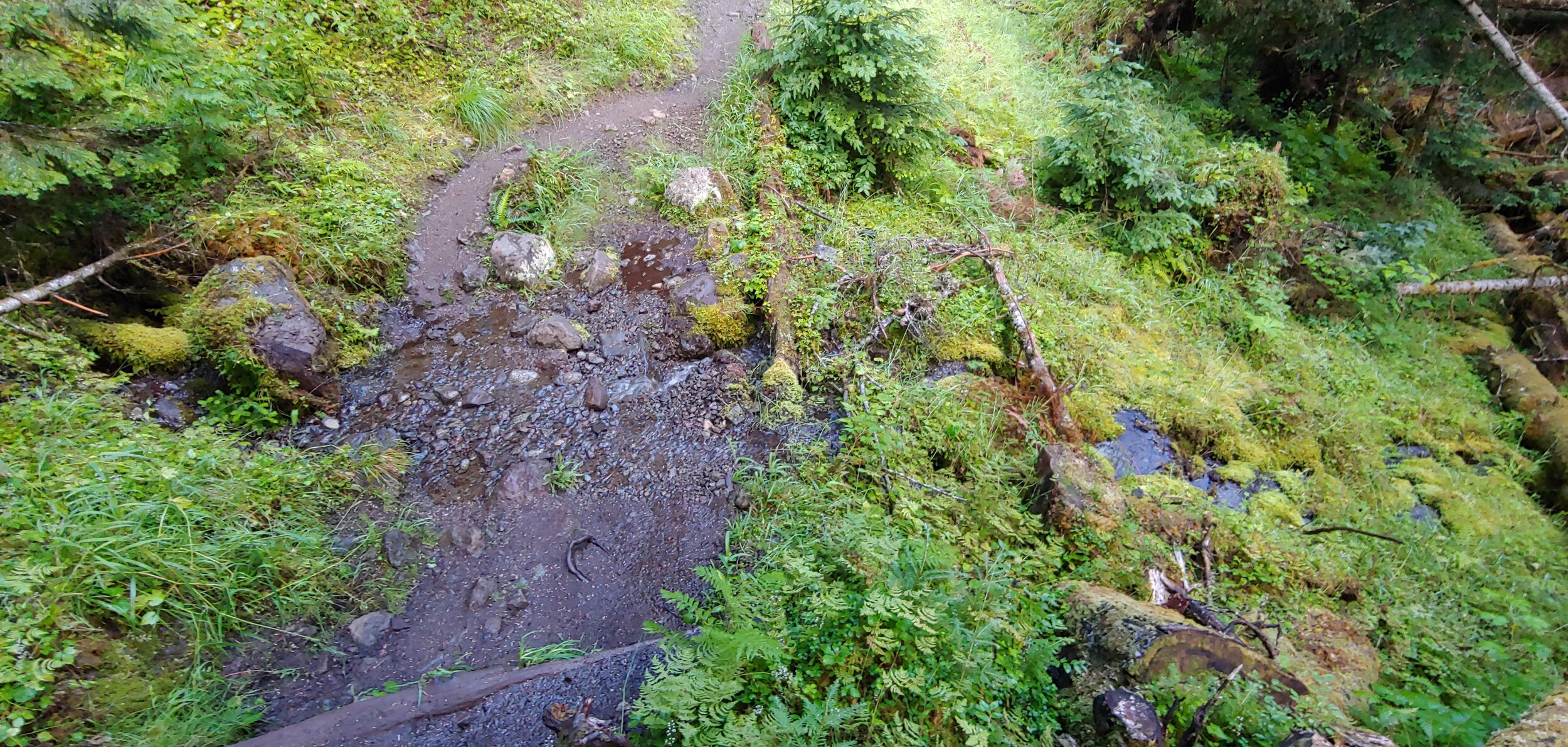 Creek Across the Trail