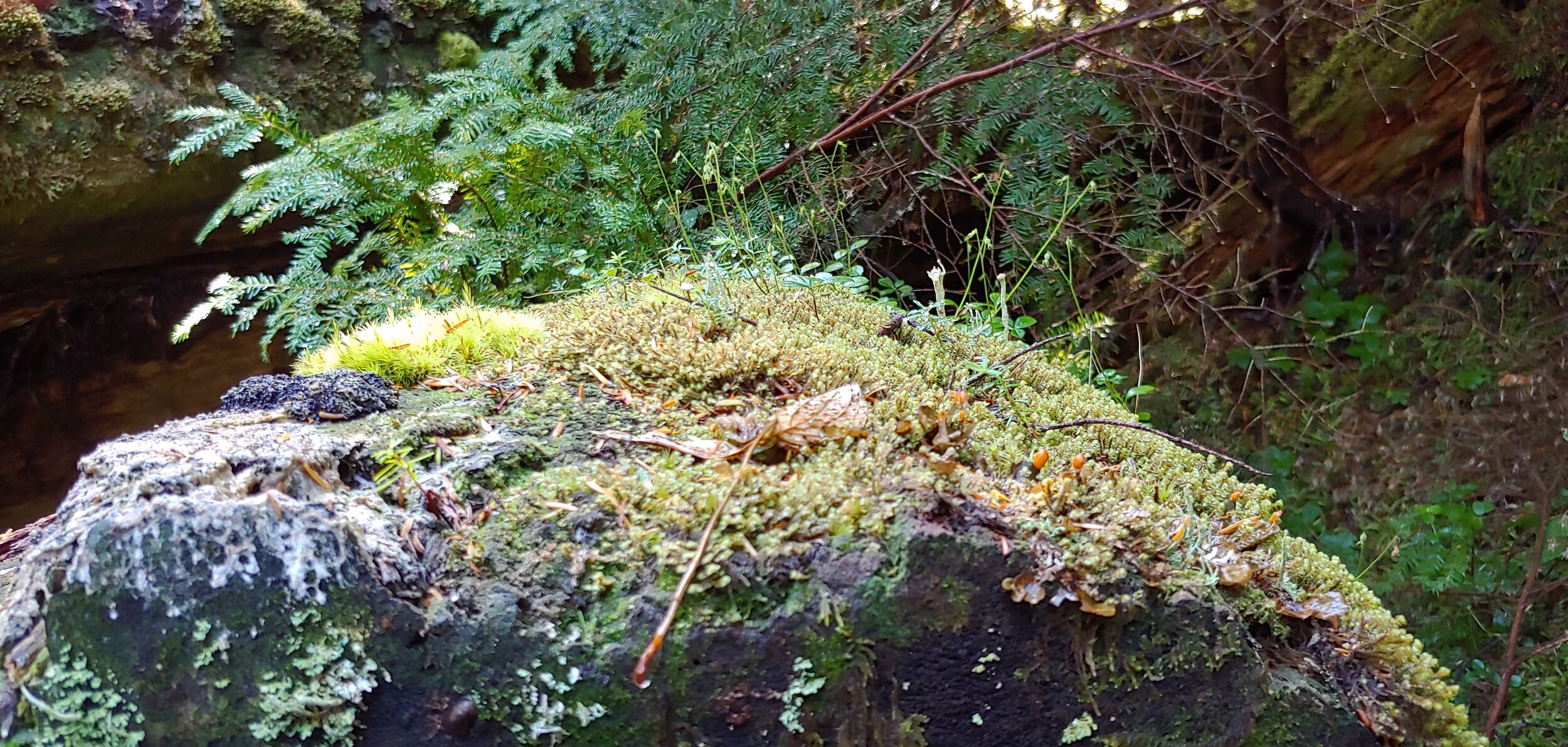 Diverse Variety of Epiphytes