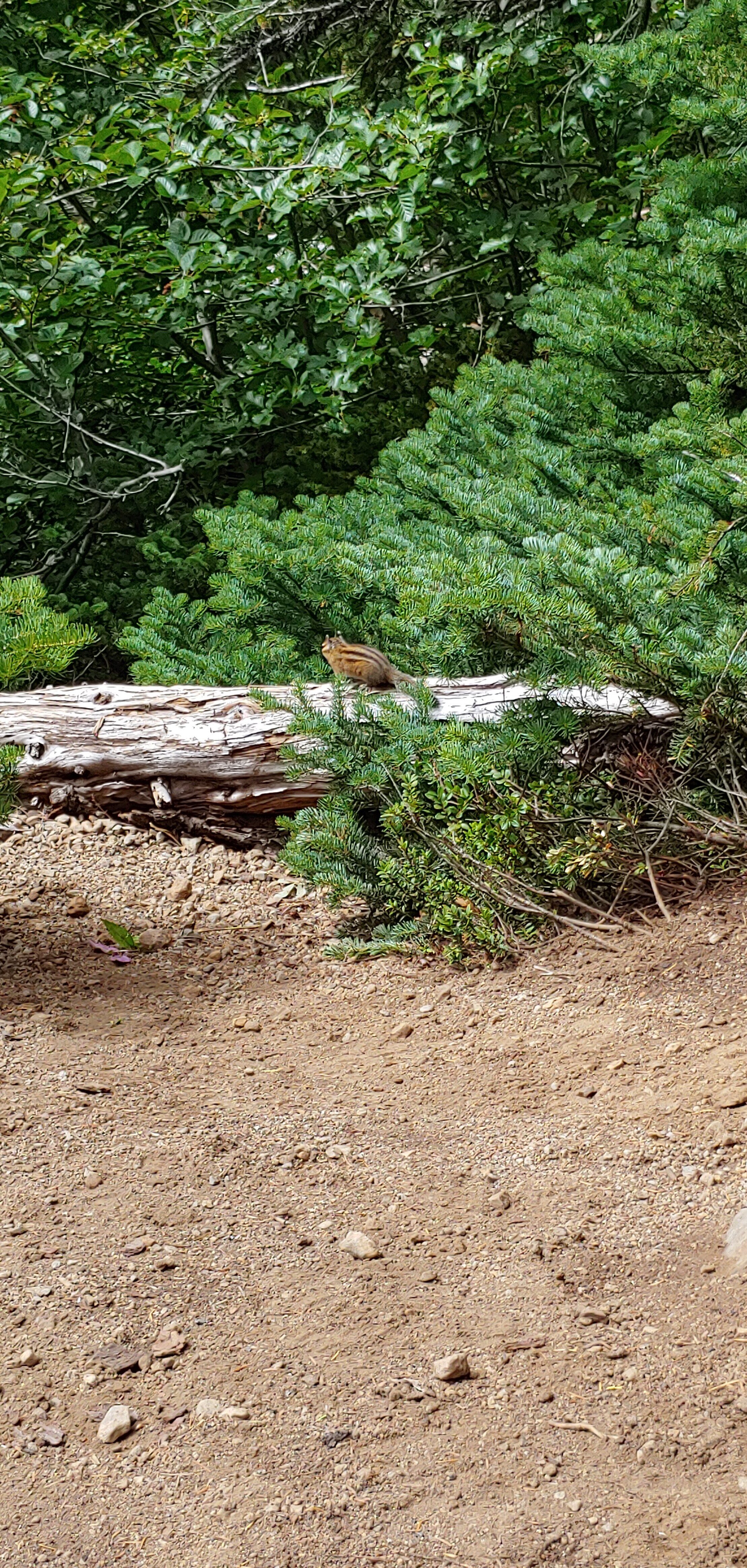 Our Personal Lake Angeles Greeter