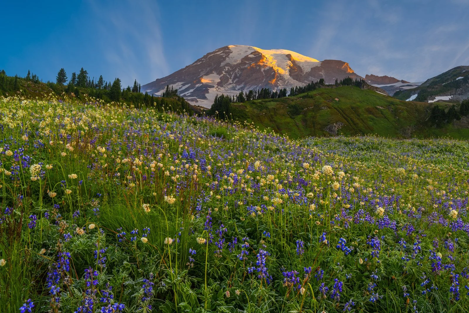 wildflowers.jpg
