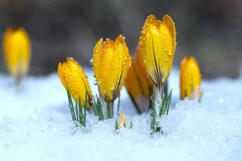 Yellow crocus.jpg