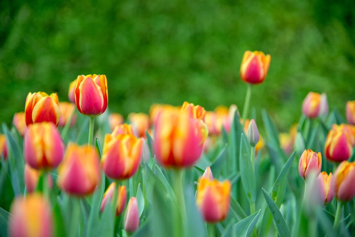 tulips.jpg