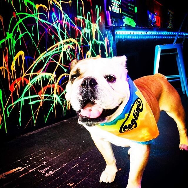 Check out Ron stylin&rsquo; in his new Coglin&rsquo;s bandana. Get one for your fur pal!