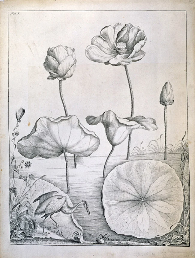 Venus flytrap, Dionaea muscipula William Bartram (1739 - 1823) Pen and ink on paper, 1767, © Natural History Museum