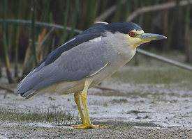 Black Crowned Nigh Heron