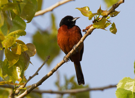 Orchard Oriole